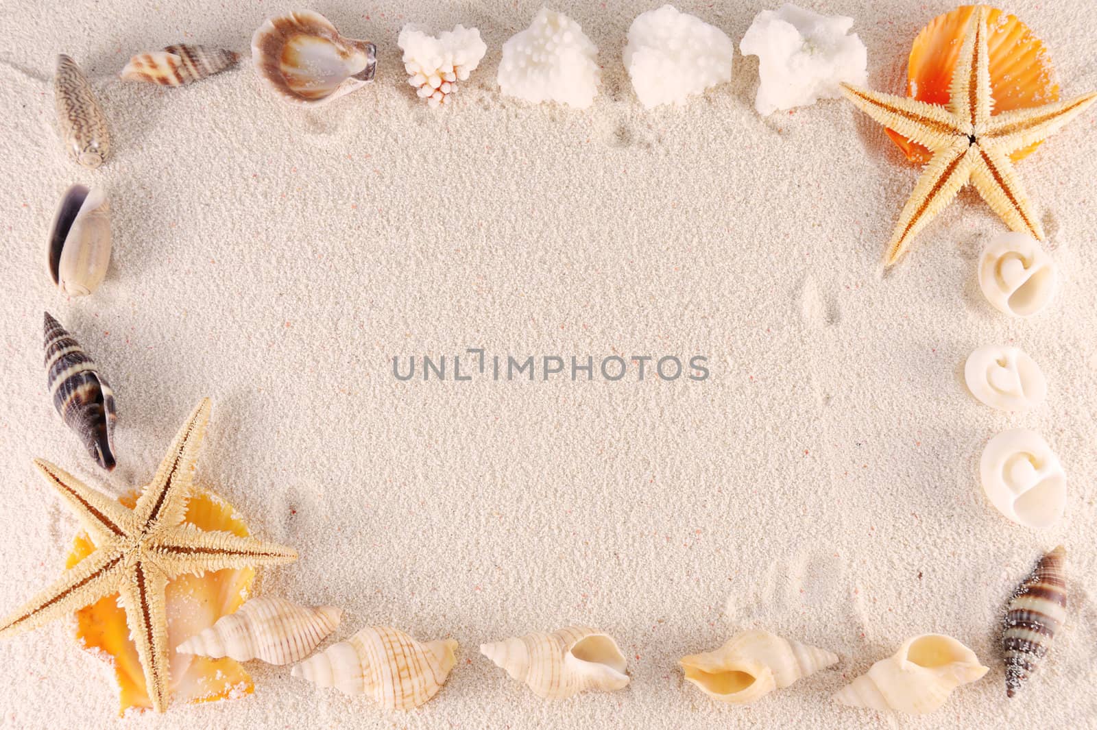 Group of seashells, starfishes on the sand