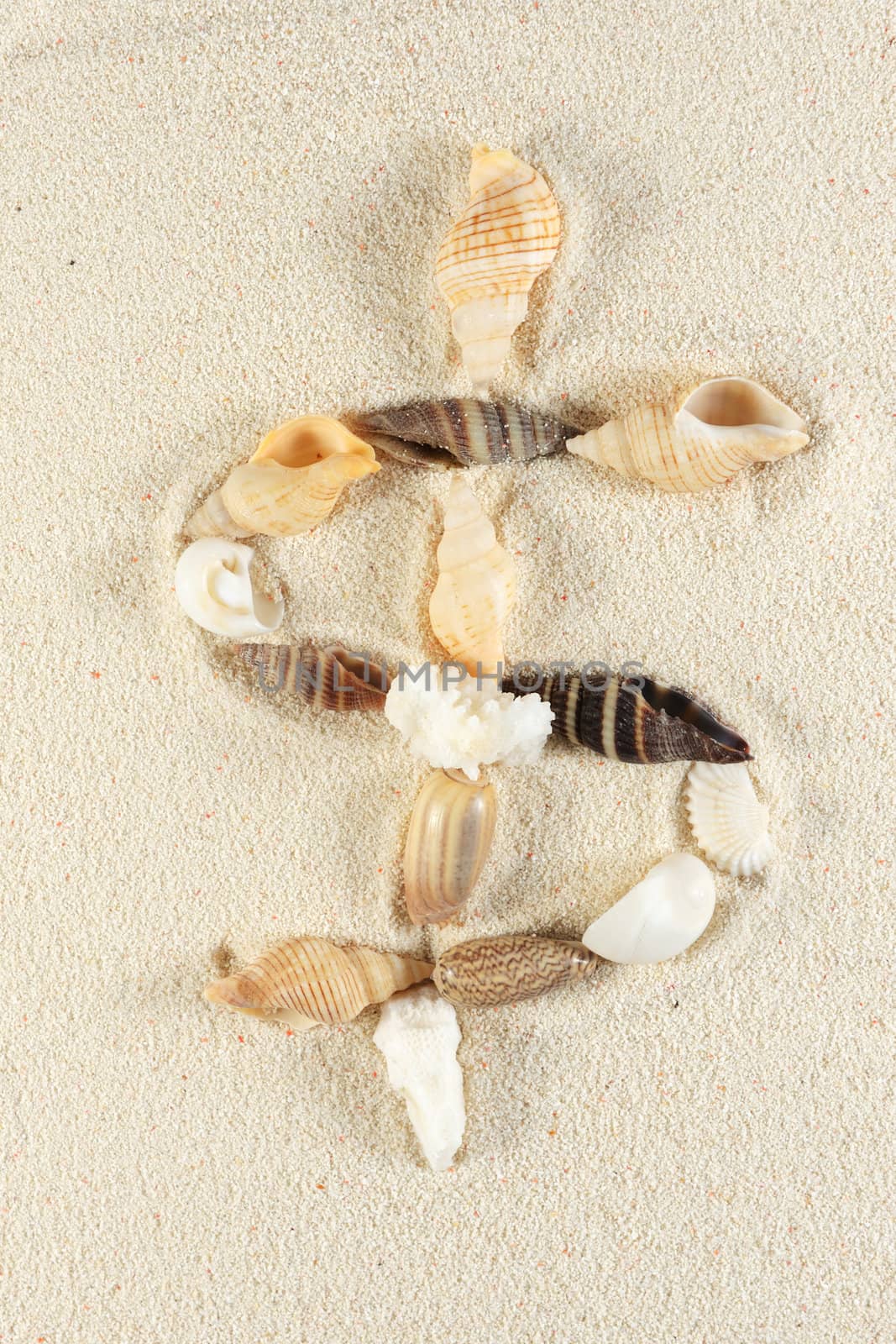 Dollar sign made of seashells group on the sand