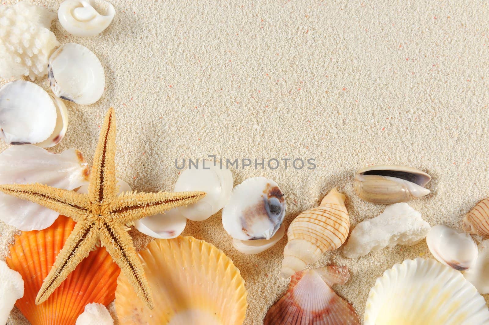 Group of seashells, starfishes on the sand