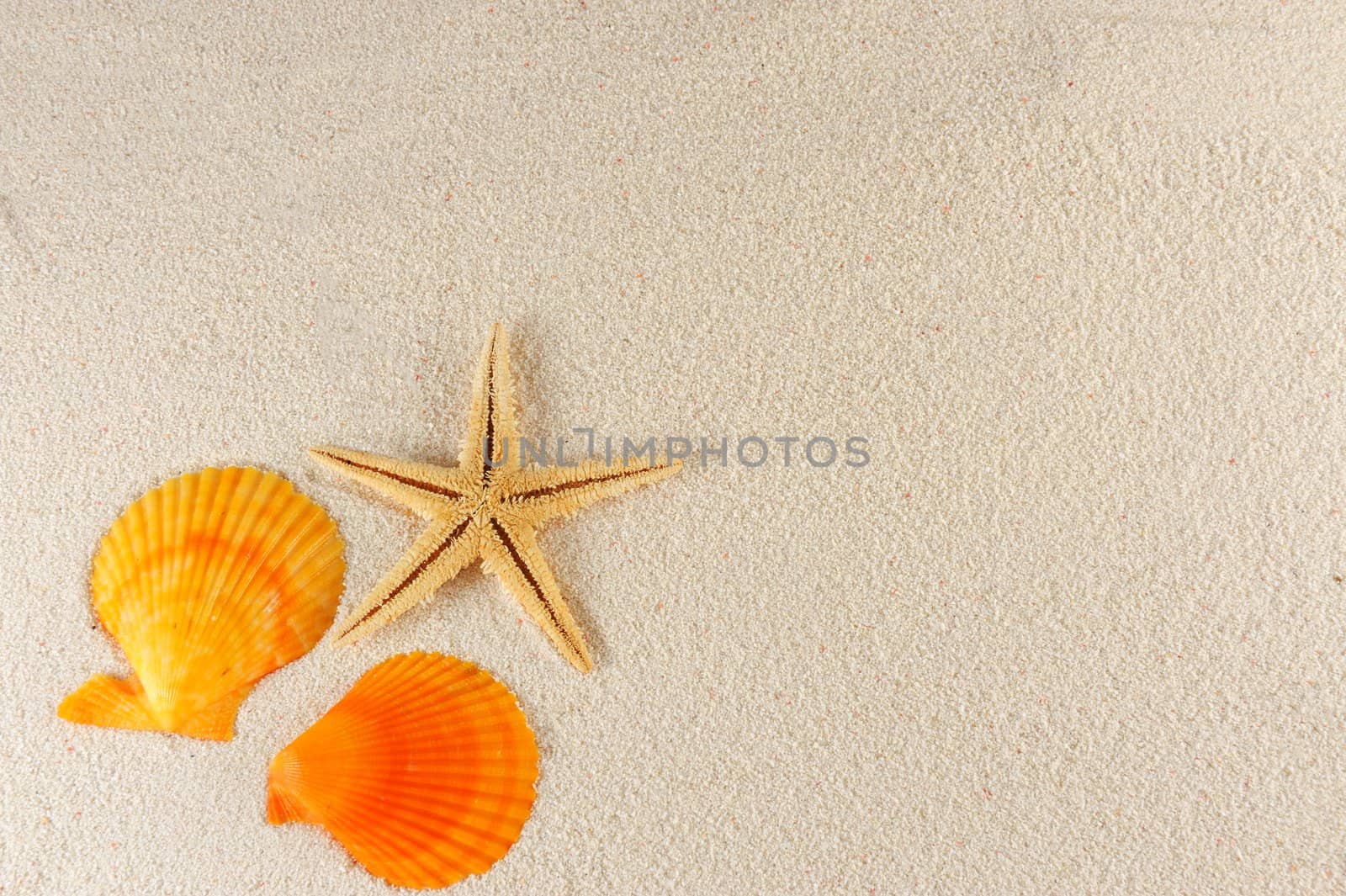 Starfish and shells on the sand of the beach