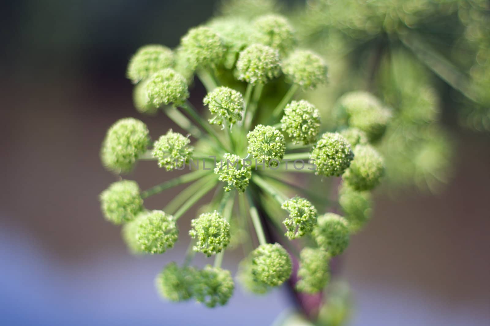 Angelica plan. Close-up  .Shallow depth-of-field. 