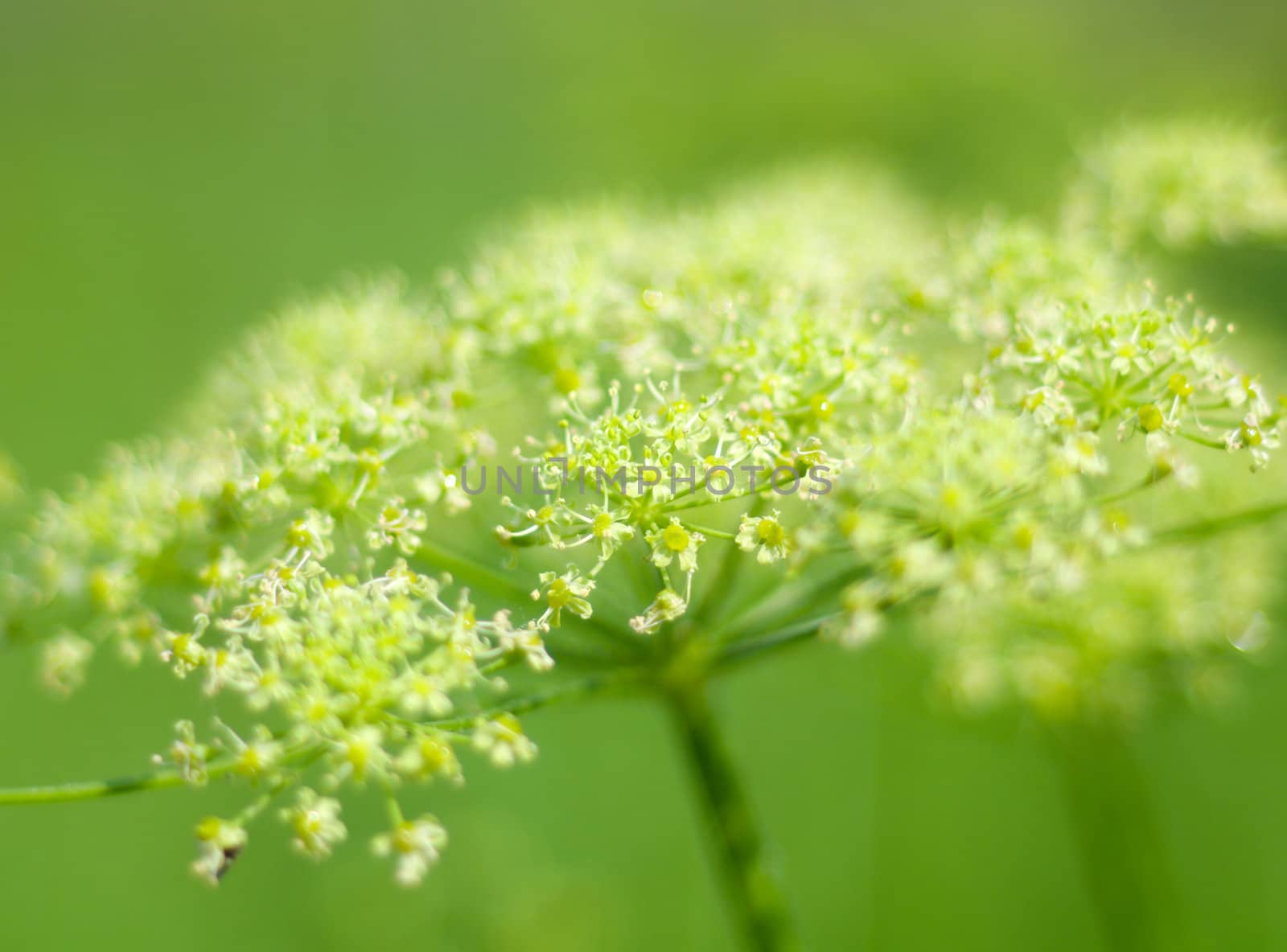 Angelica plan. Close-up  .Shallow depth-of-field. 
