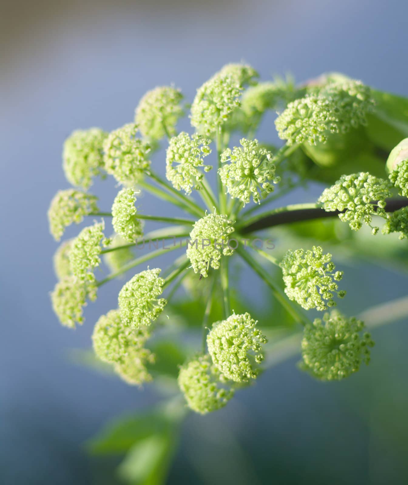 Angelica plan. Close-up  .Shallow depth-of-field. 