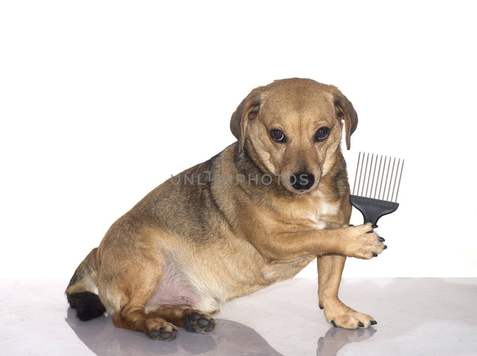 a dachshund happy to be brushed