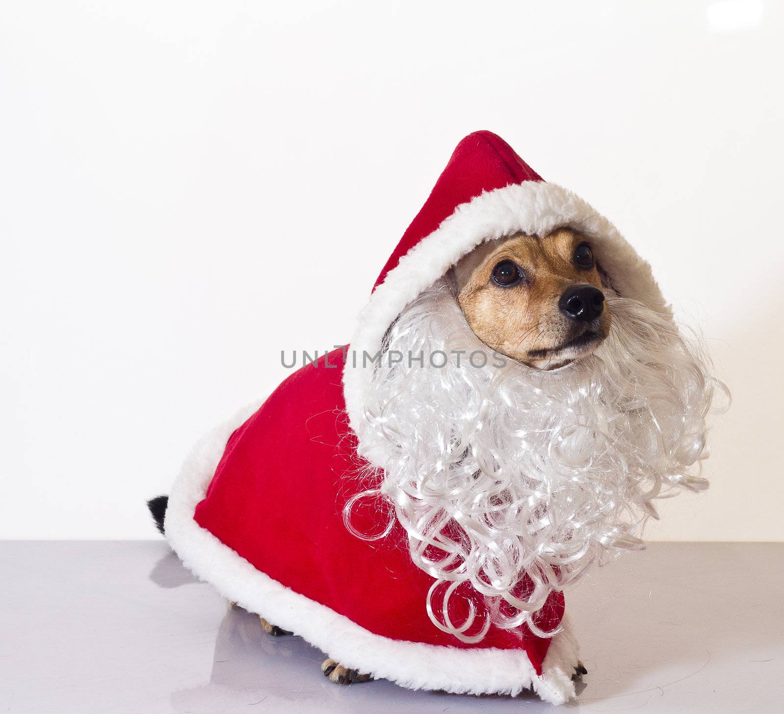 santa claus dog by danilobiancalana