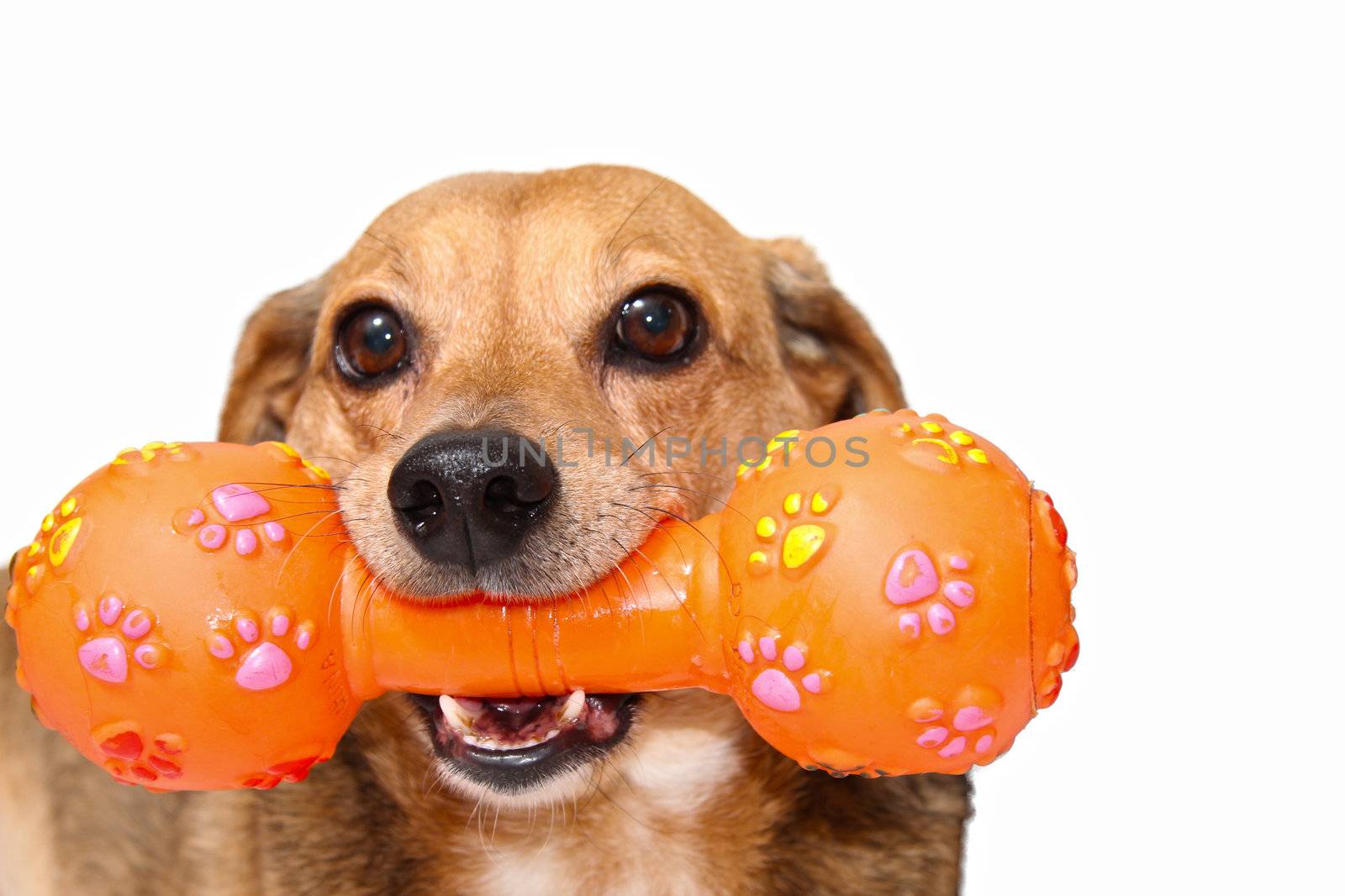 happy dog play with the plastic orange bone