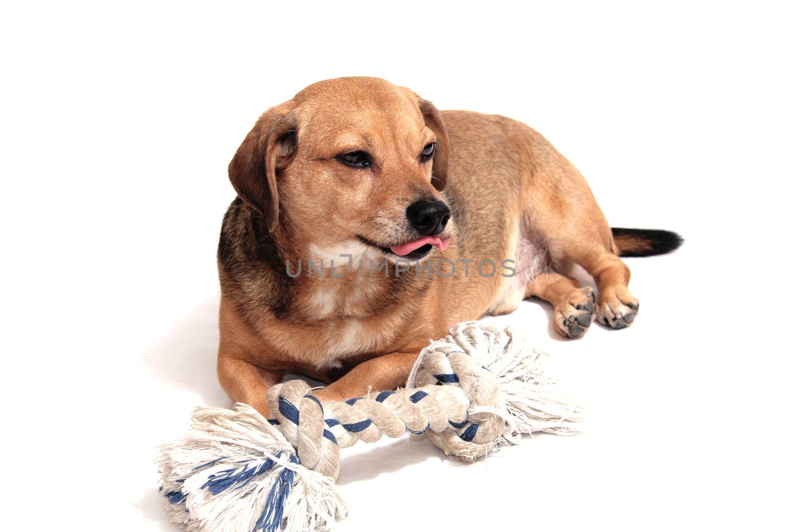 happy dog play with the rope naval