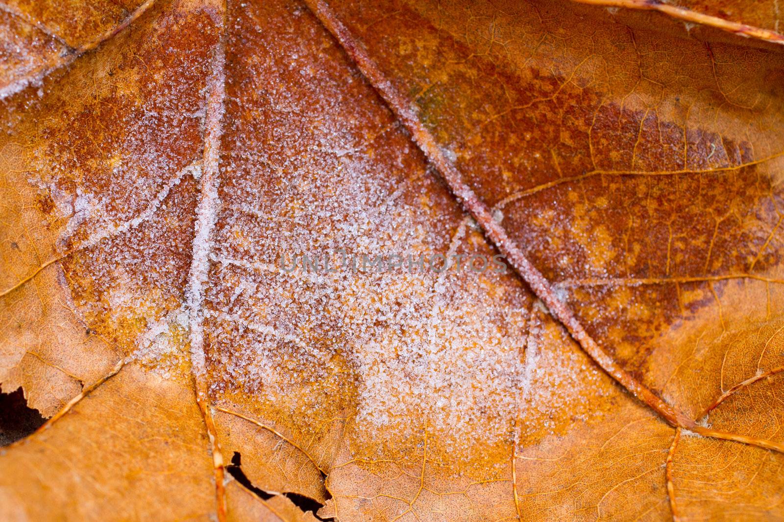 A fall or autumn leaf has frosty snow ice on it during a freeze.
