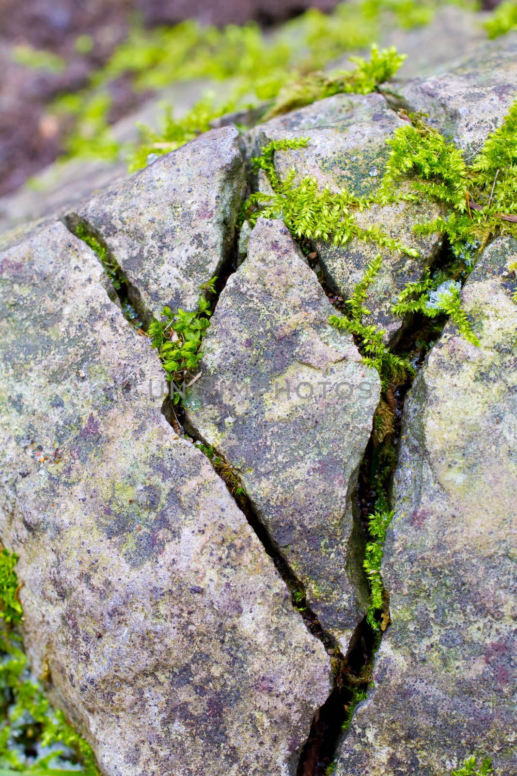 Some stones have big cracks in them and moss plantlife is growing out of the cracks.