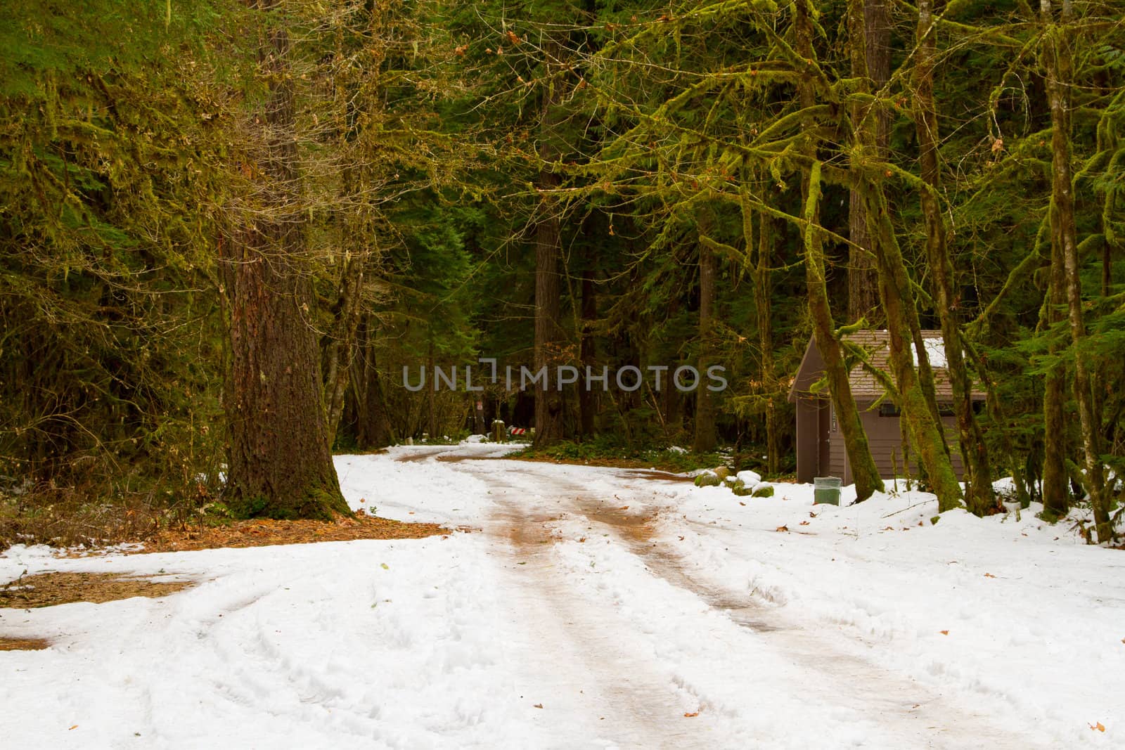 A road through the forest at a national park is covered with snow and ice and has tire tracks going through it.