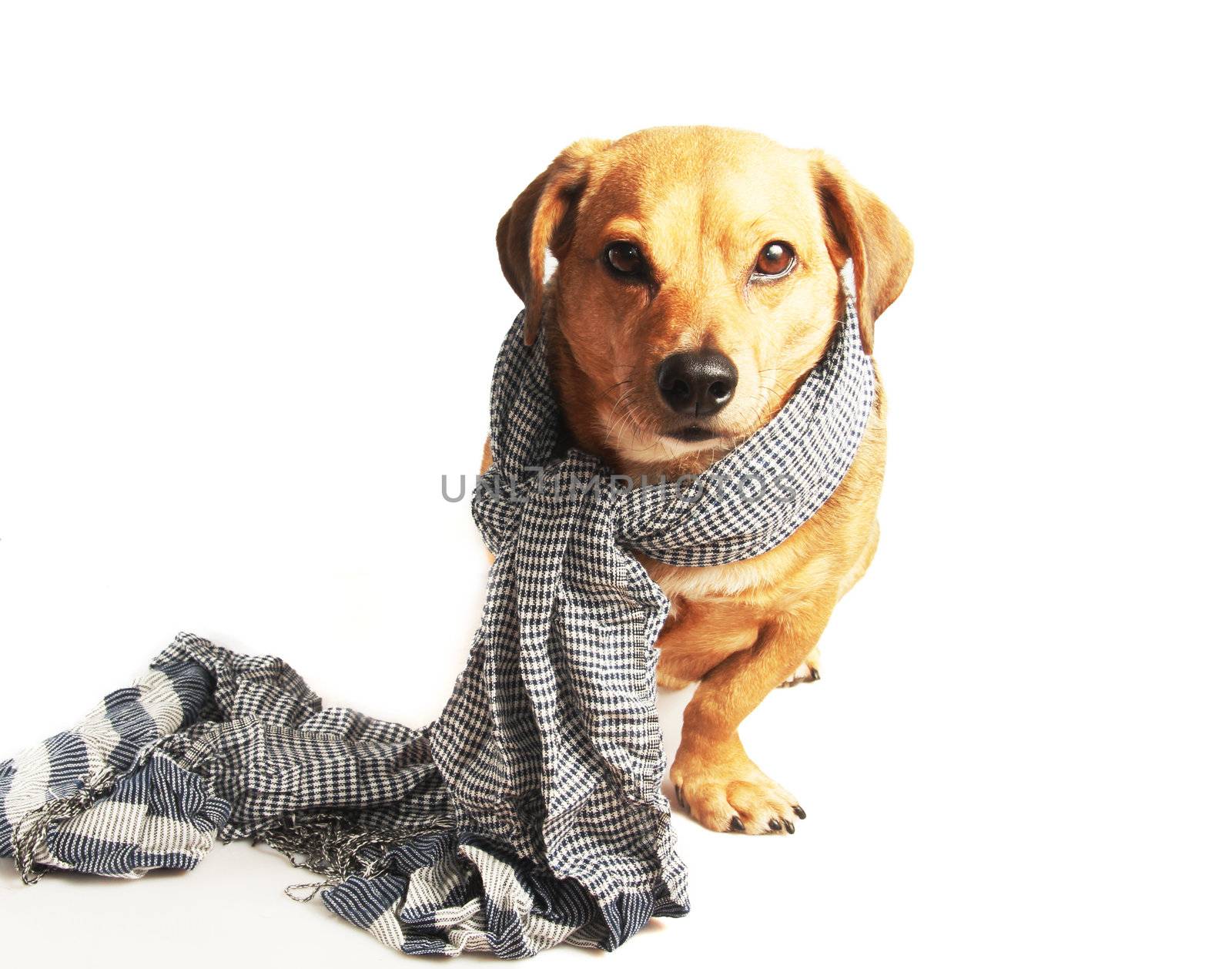 a little dachshund dog with scarf