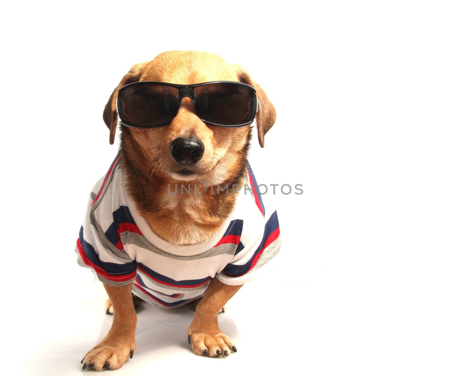 a little dog and sunglasses