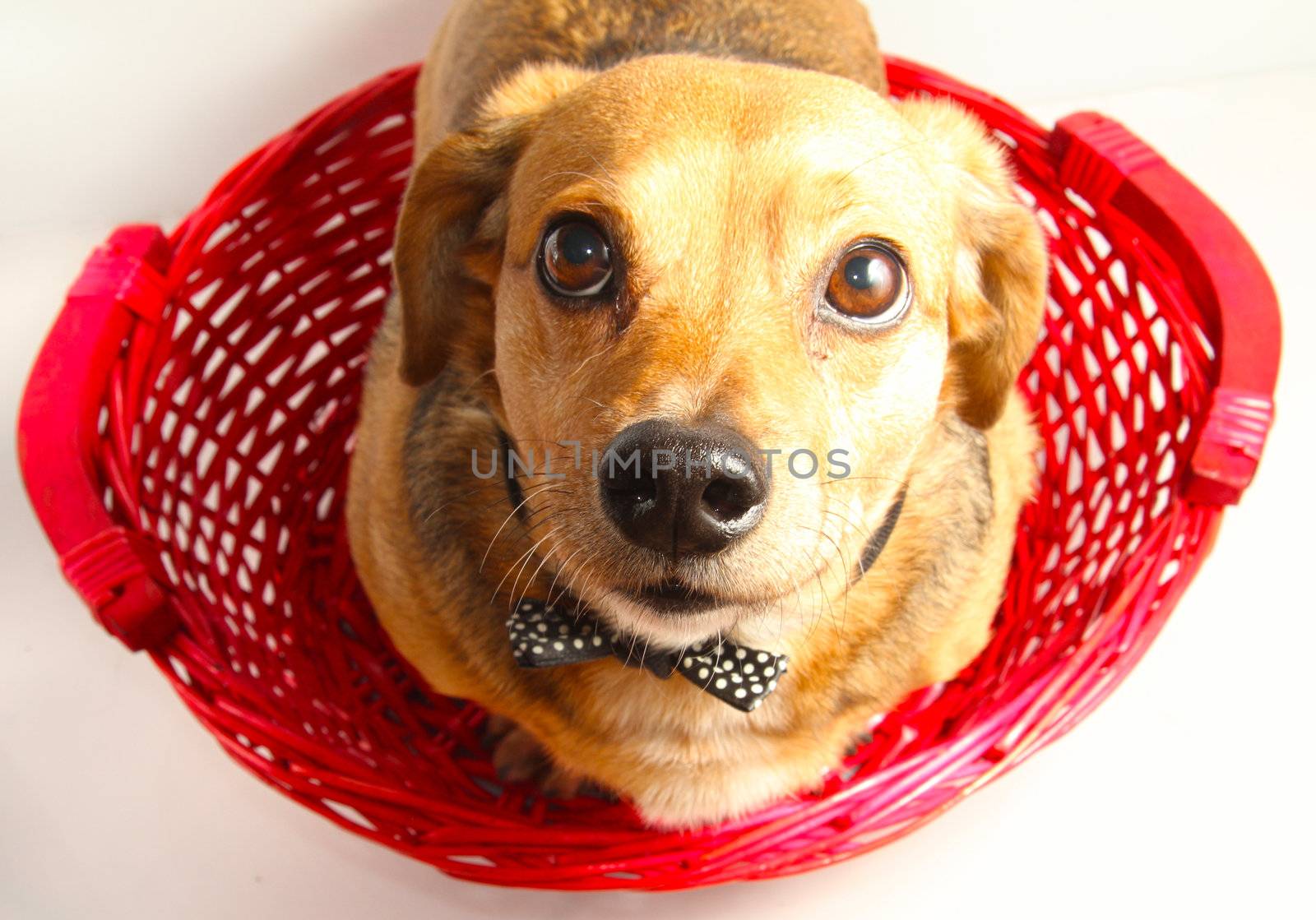 happy dutchshound in the red basket