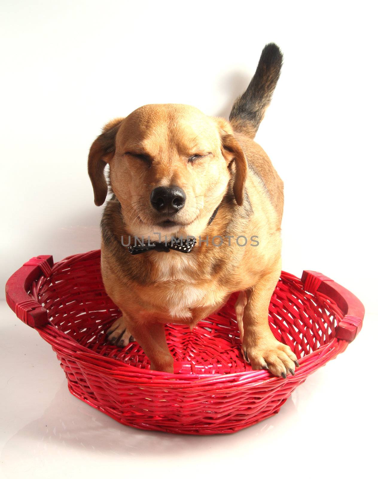 happy dutchshound in the red basket