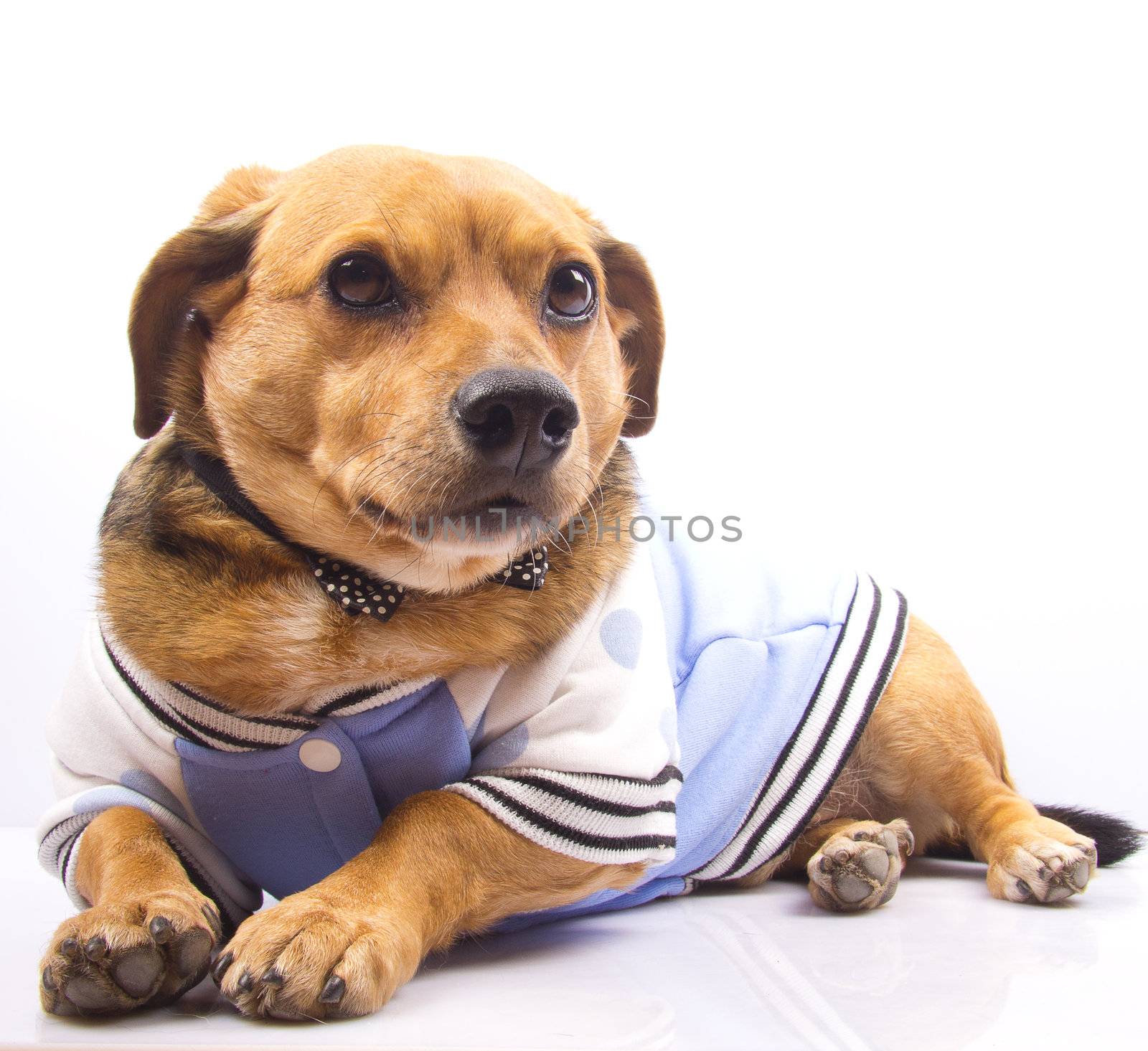 a little older dog on blue dress