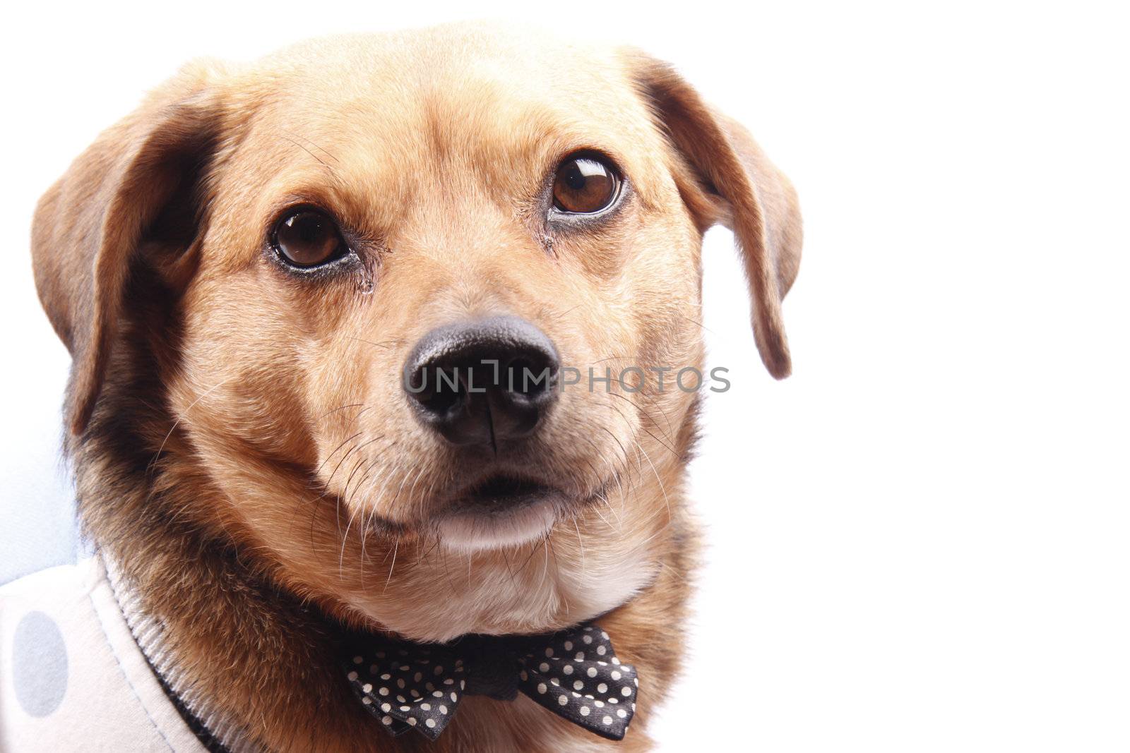 a little older dog on blue dress