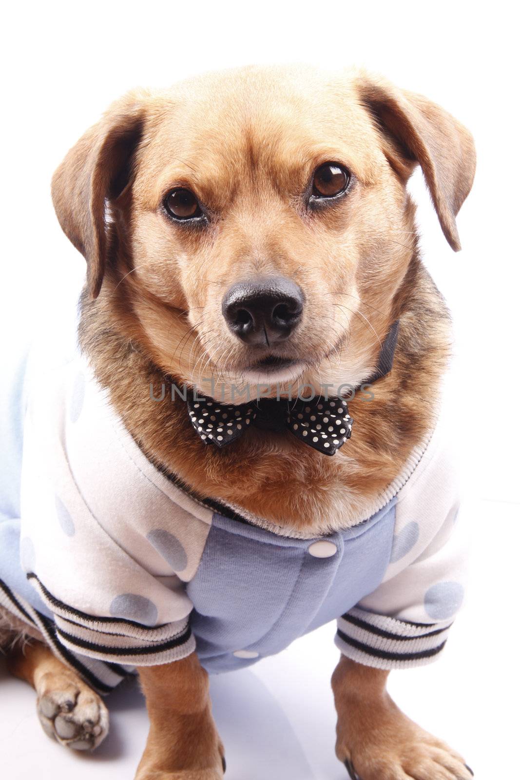 a little older dog on blue dress