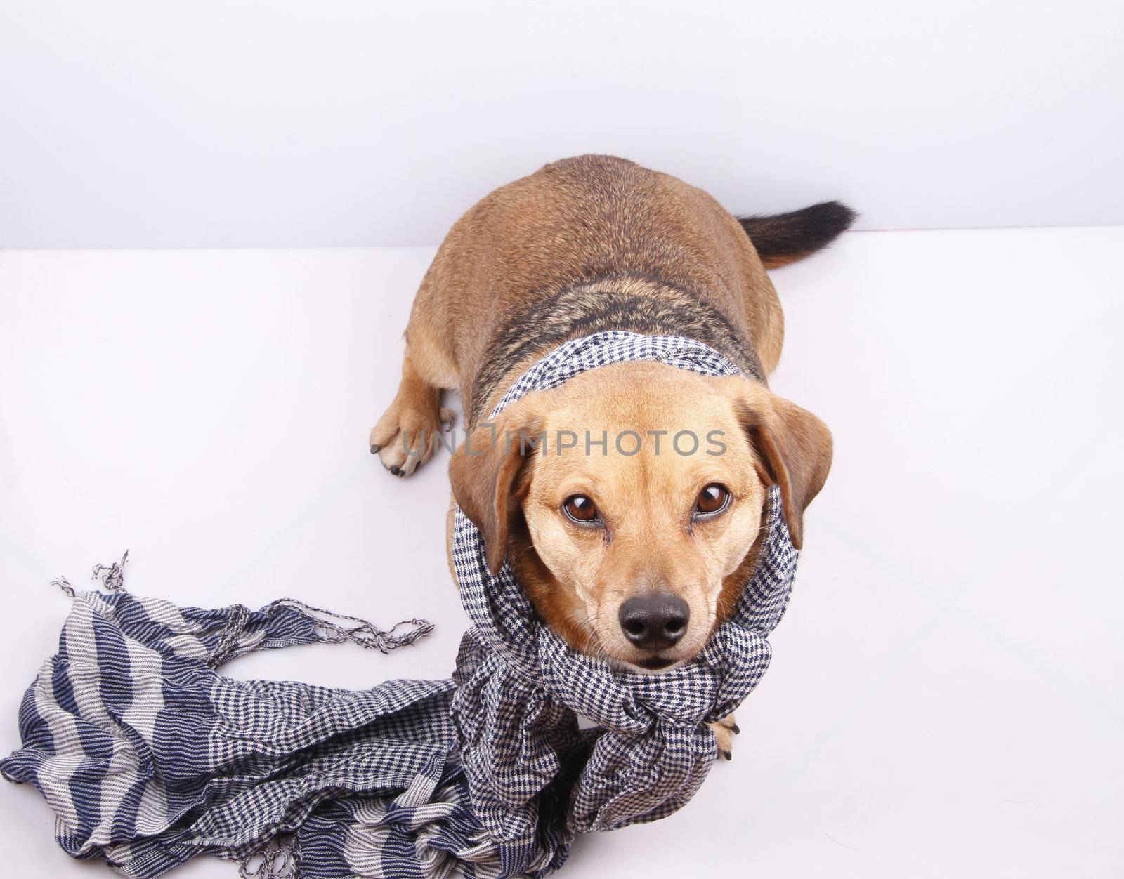 dog and scarf by danilobiancalana