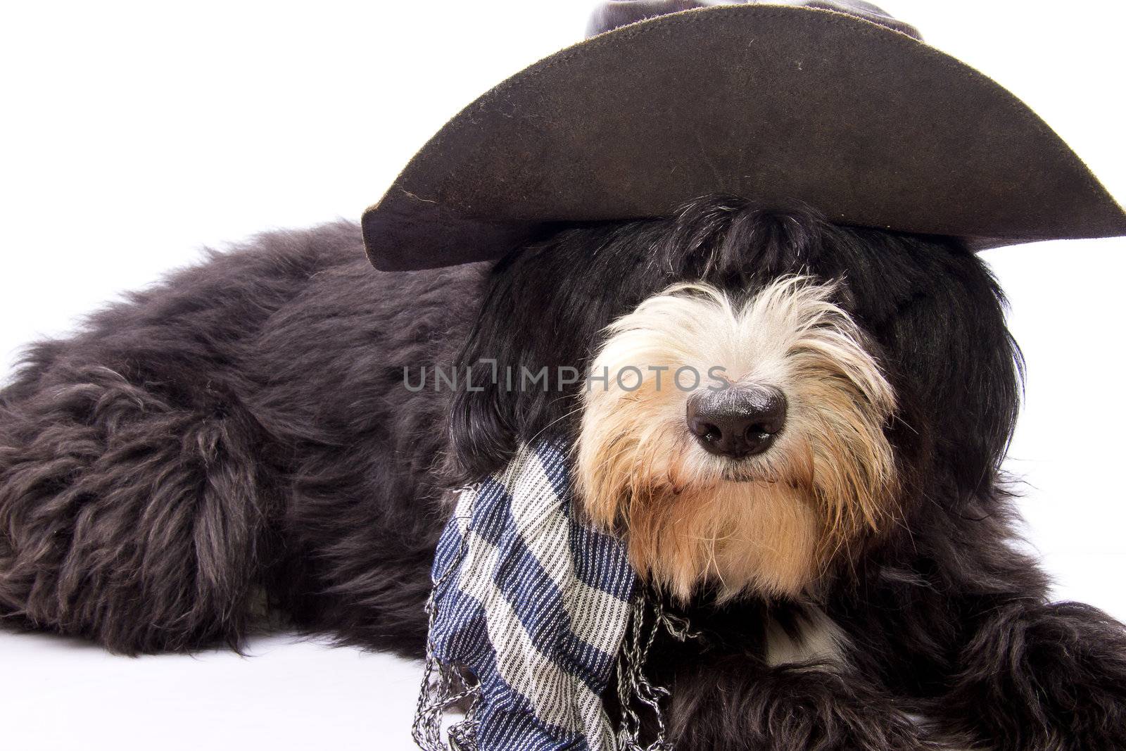 dog dressed as a true Texan cowboy