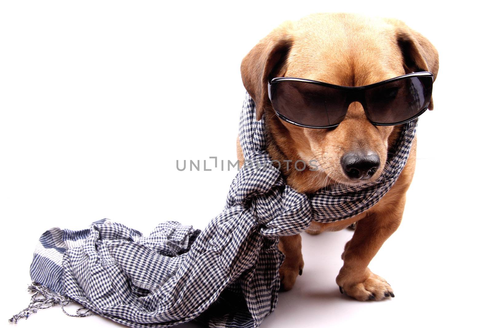 a little dachshund dog with scarf and sunglasses