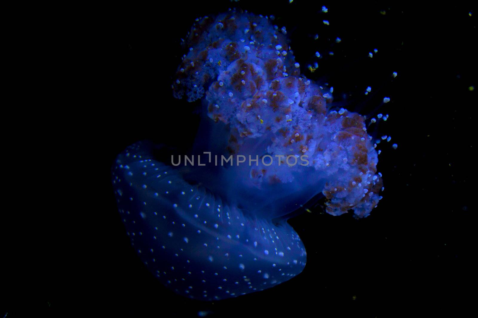 a little  blue jellyfish