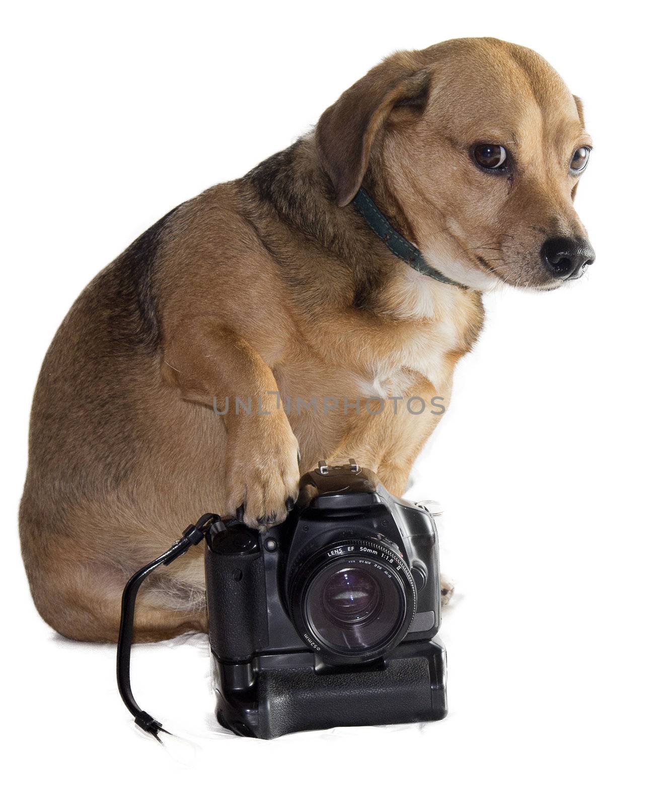 dog and camera by danilobiancalana