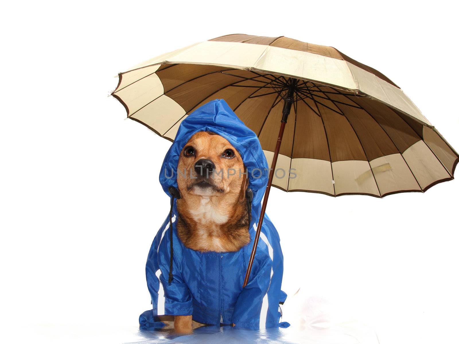 blue rain dog and umbrella