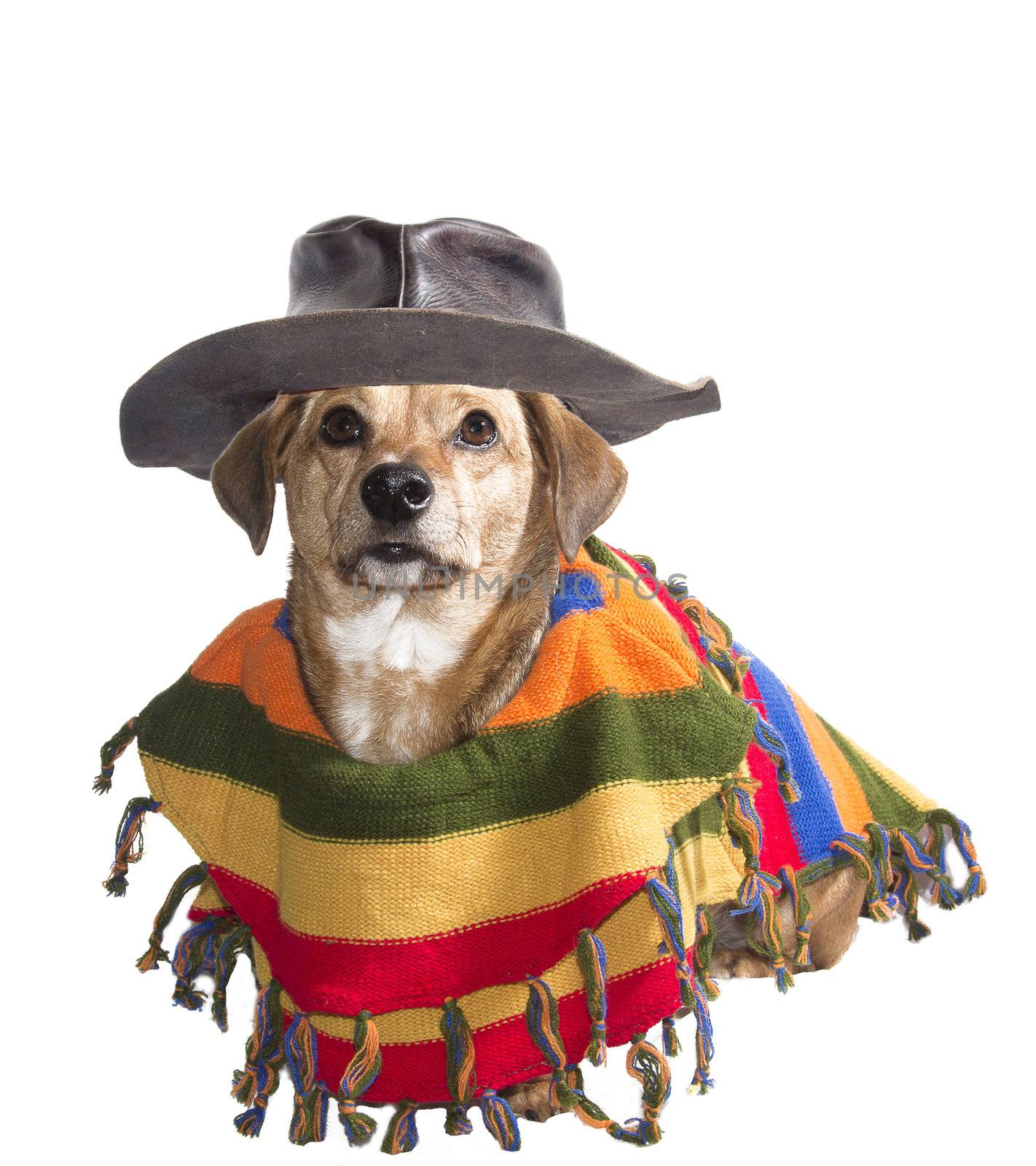 dog with Mexican sombrero and poncho