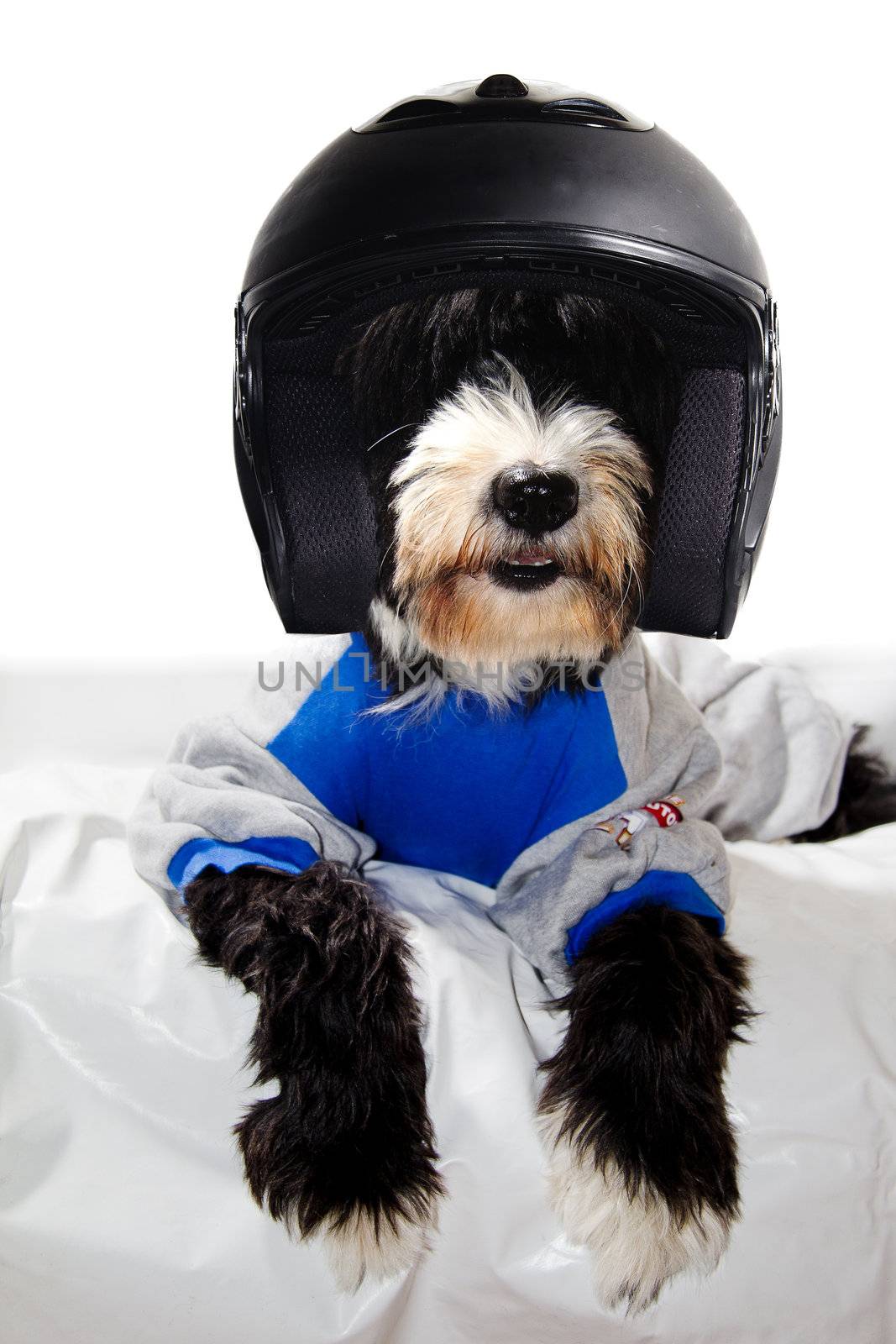 a happy black dog race driver suit and helmet