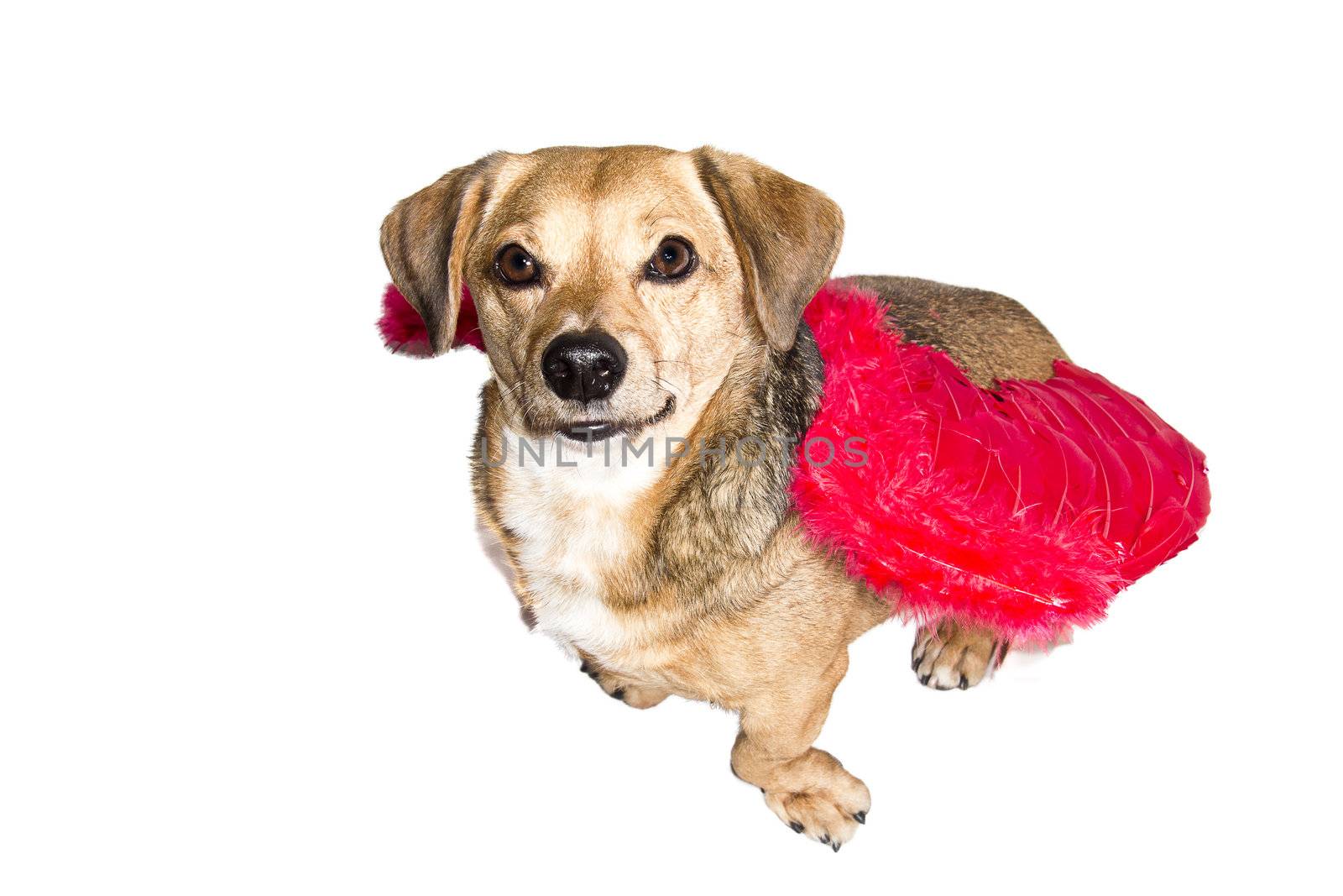 little dachshund wearing an angel costume