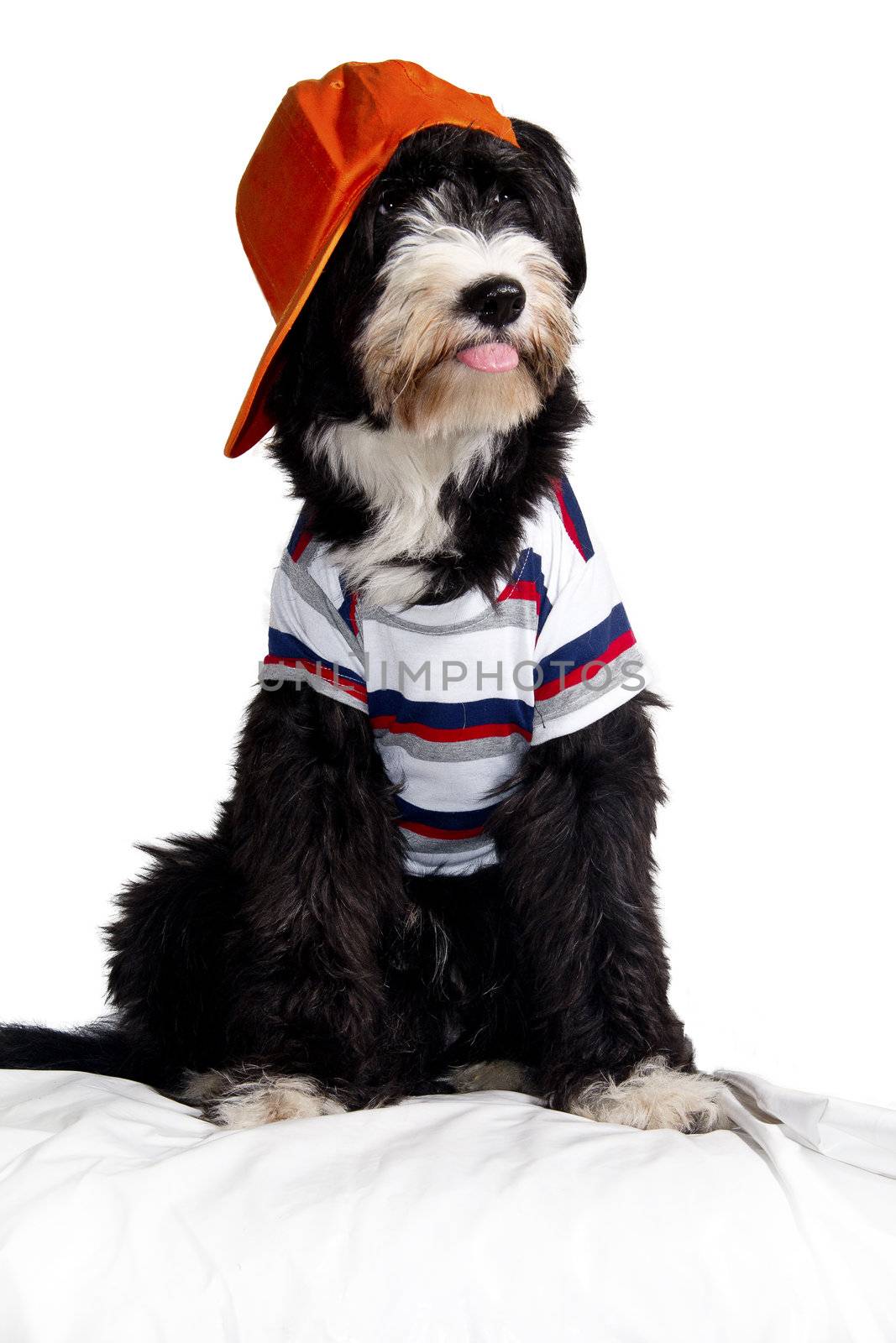 bobtail dog breed that makes the hat with spiteful