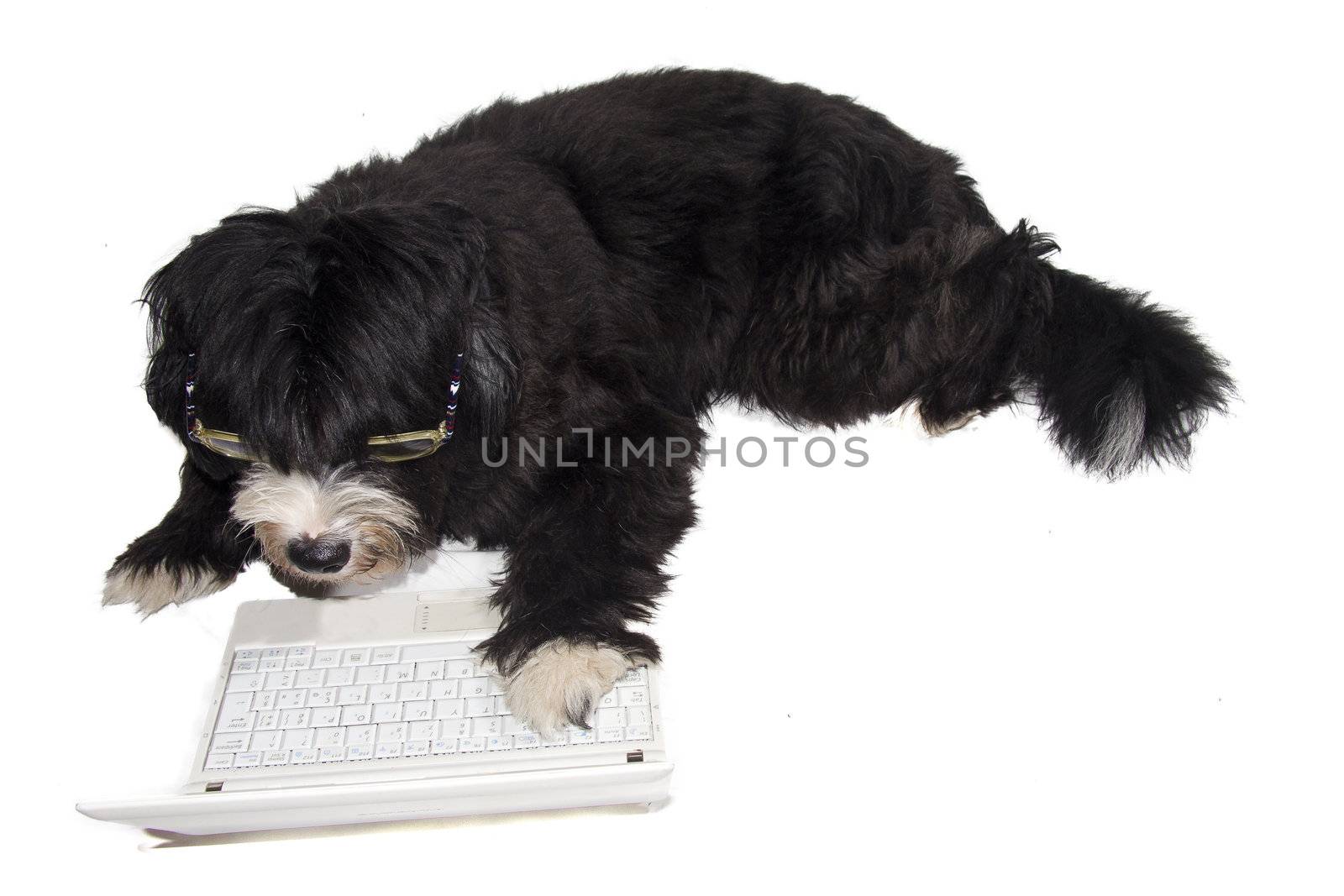 a dog that goes on the internet