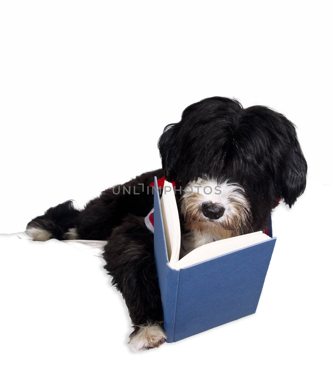 a cute black dog reading a book