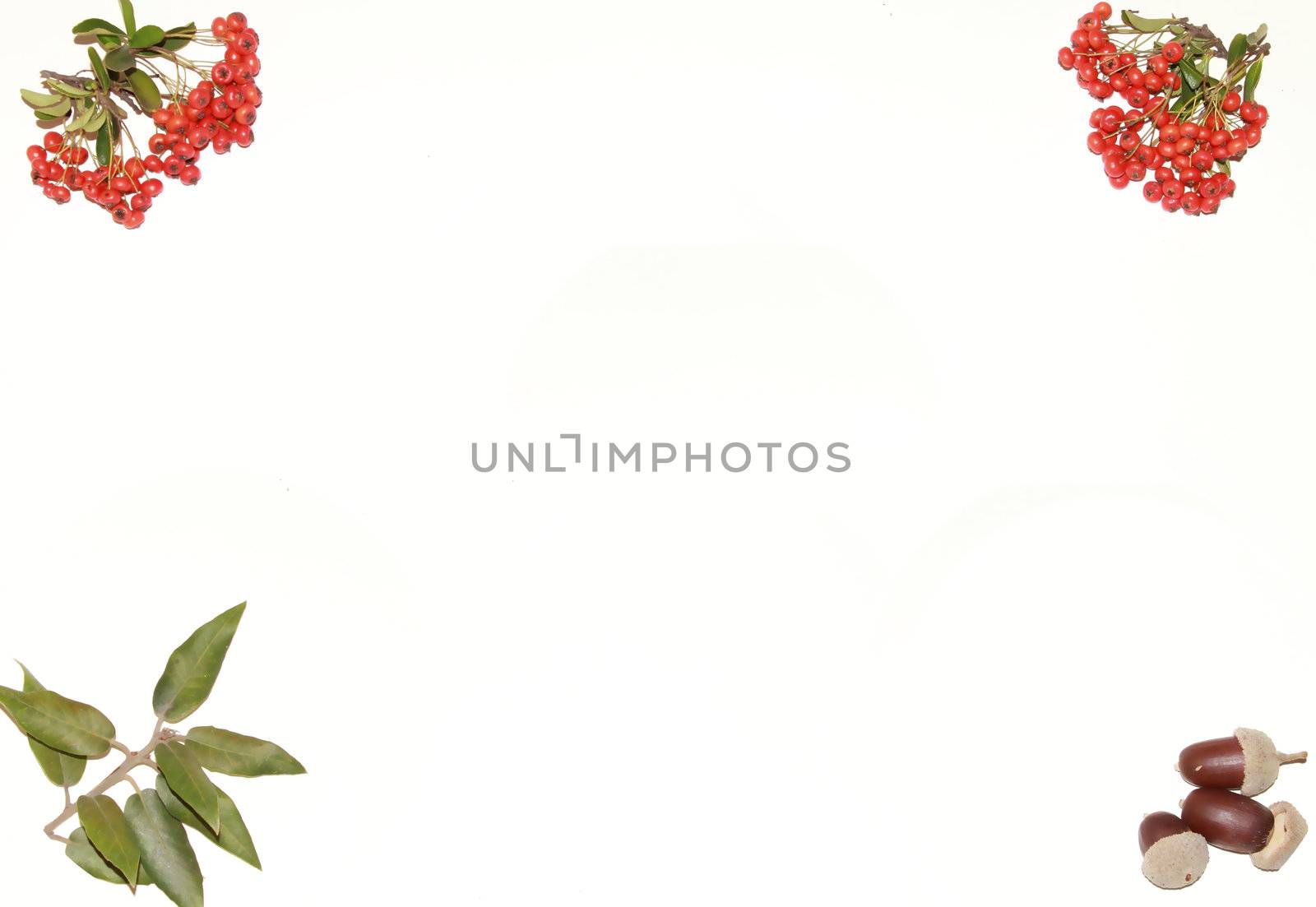 a background of mistletoe berries and acorns