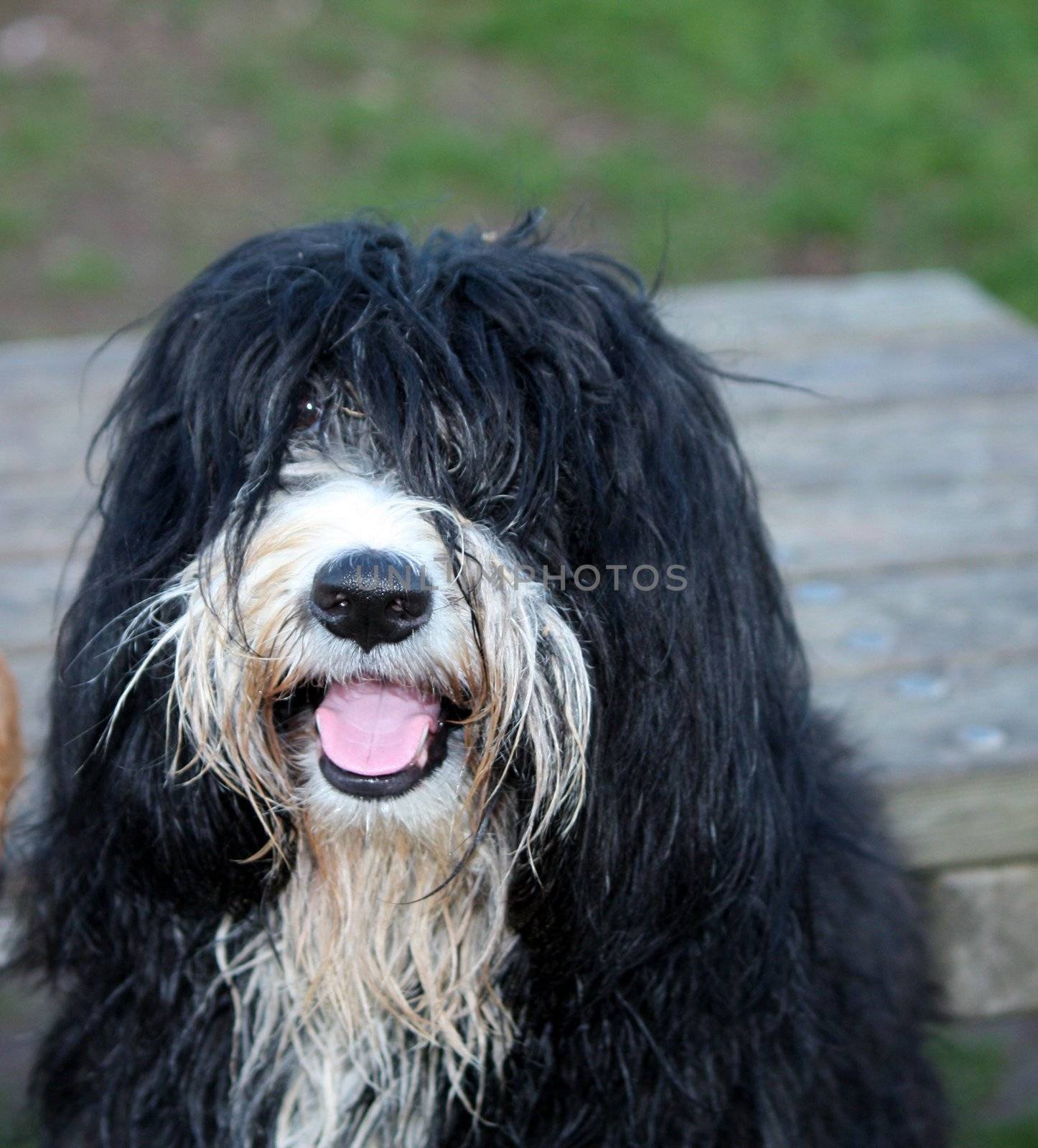 funny rasta dog in the park