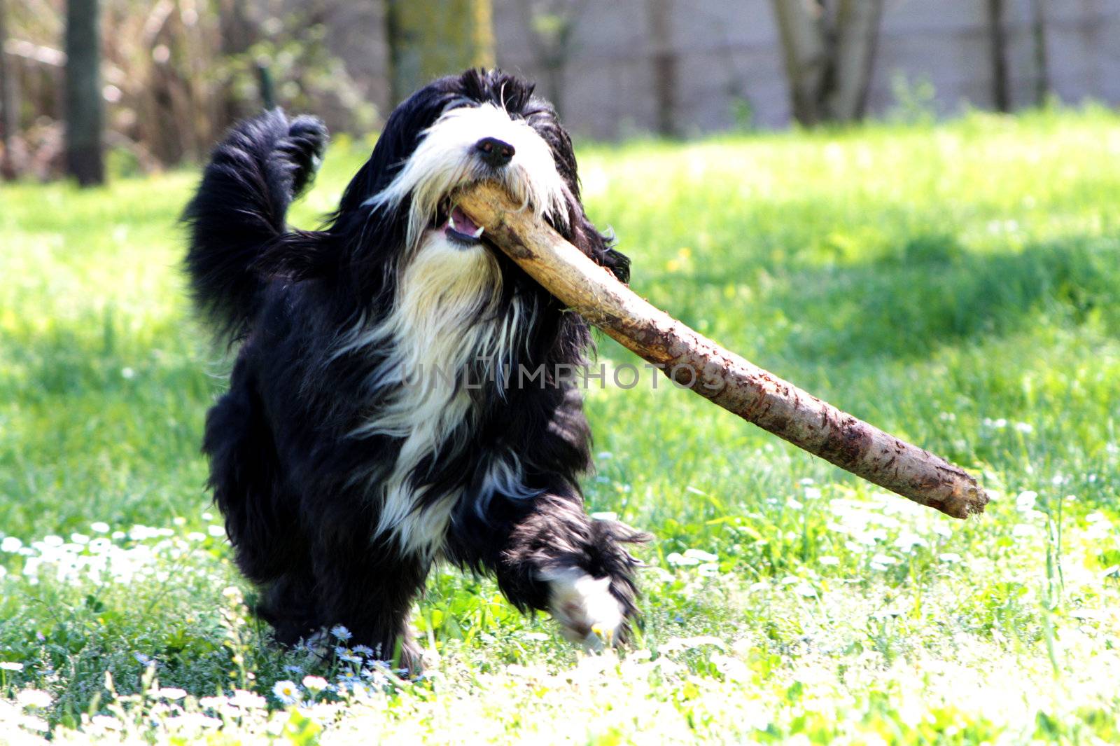 a bob tail with stick