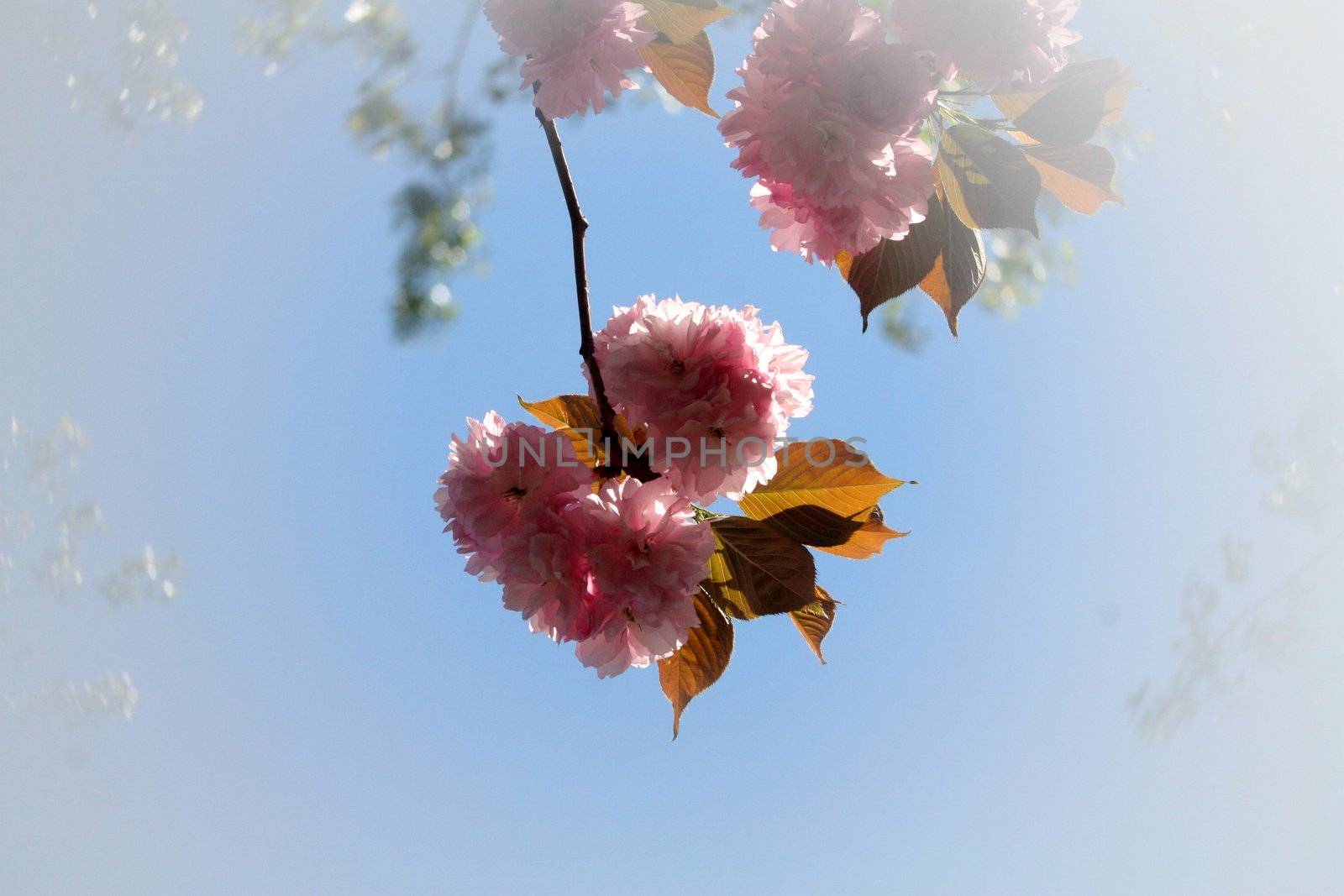 a flower in the sky