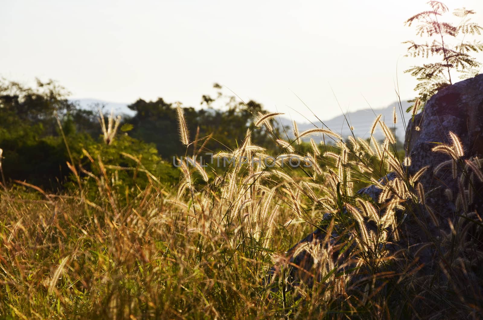 Bright sun and green grass field.  by siraanamwong