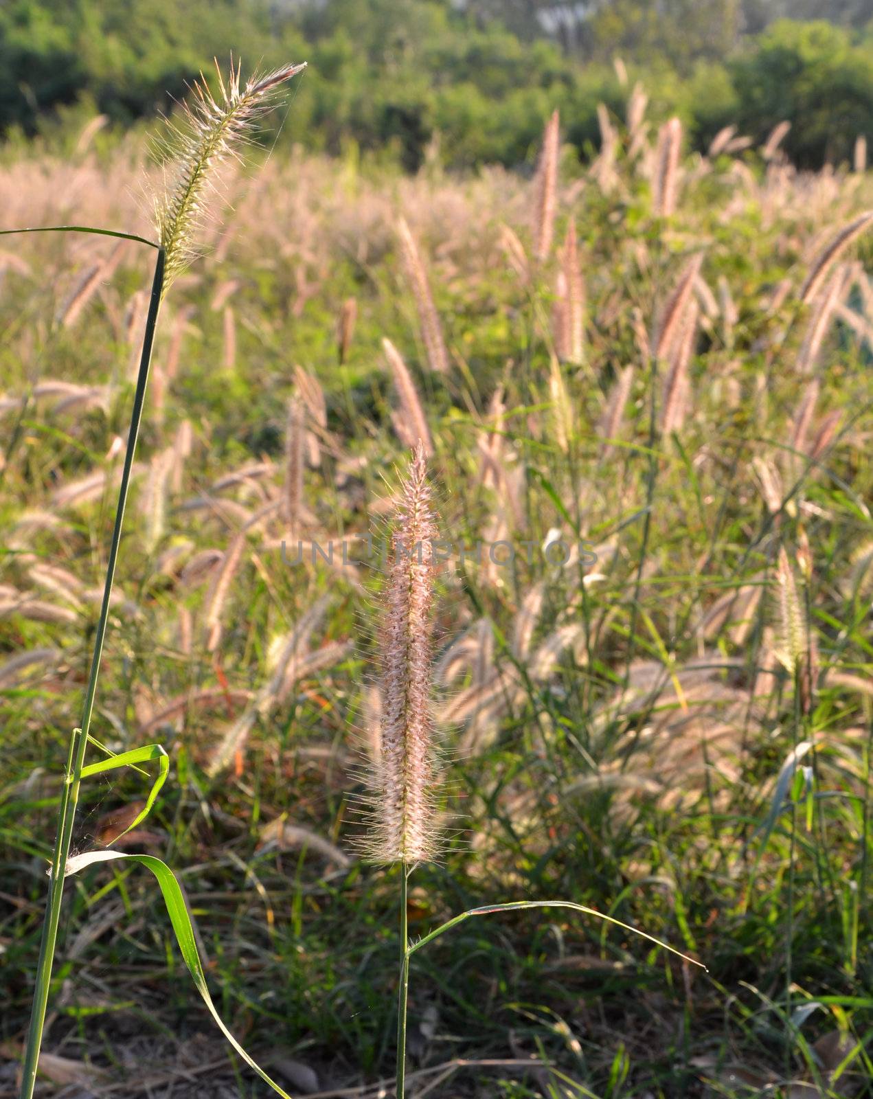 Flowering meadow during sunrise