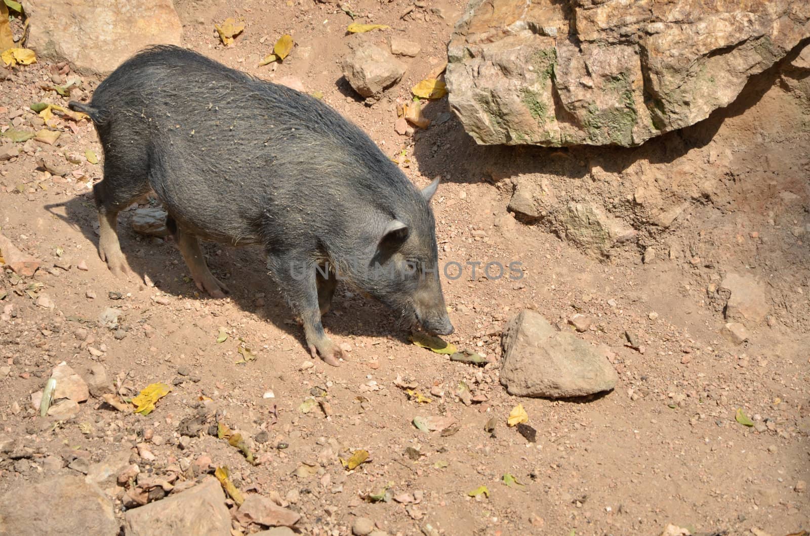 Wild boar in the wild nature by siraanamwong