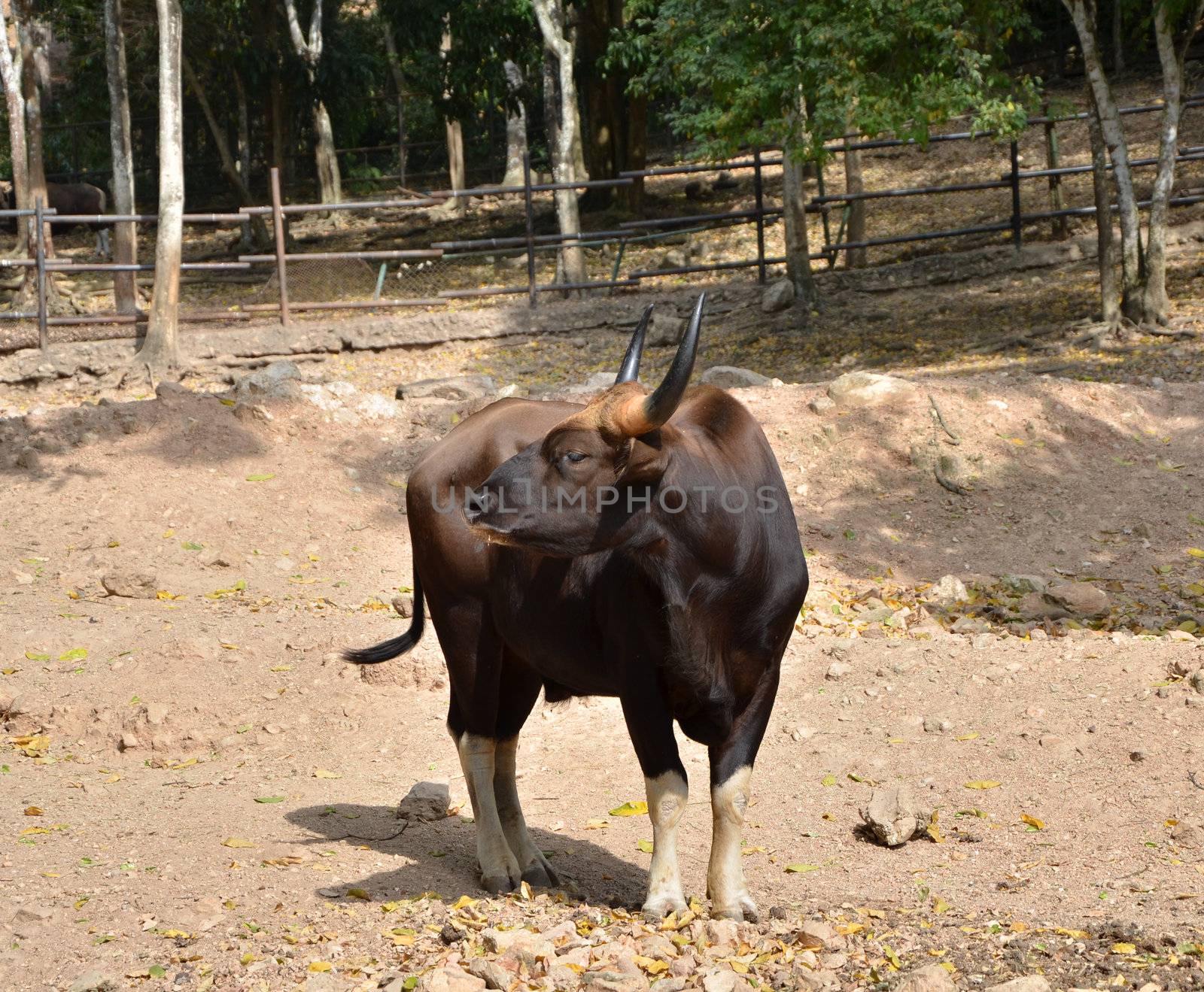 a photo of Gaur  by siraanamwong