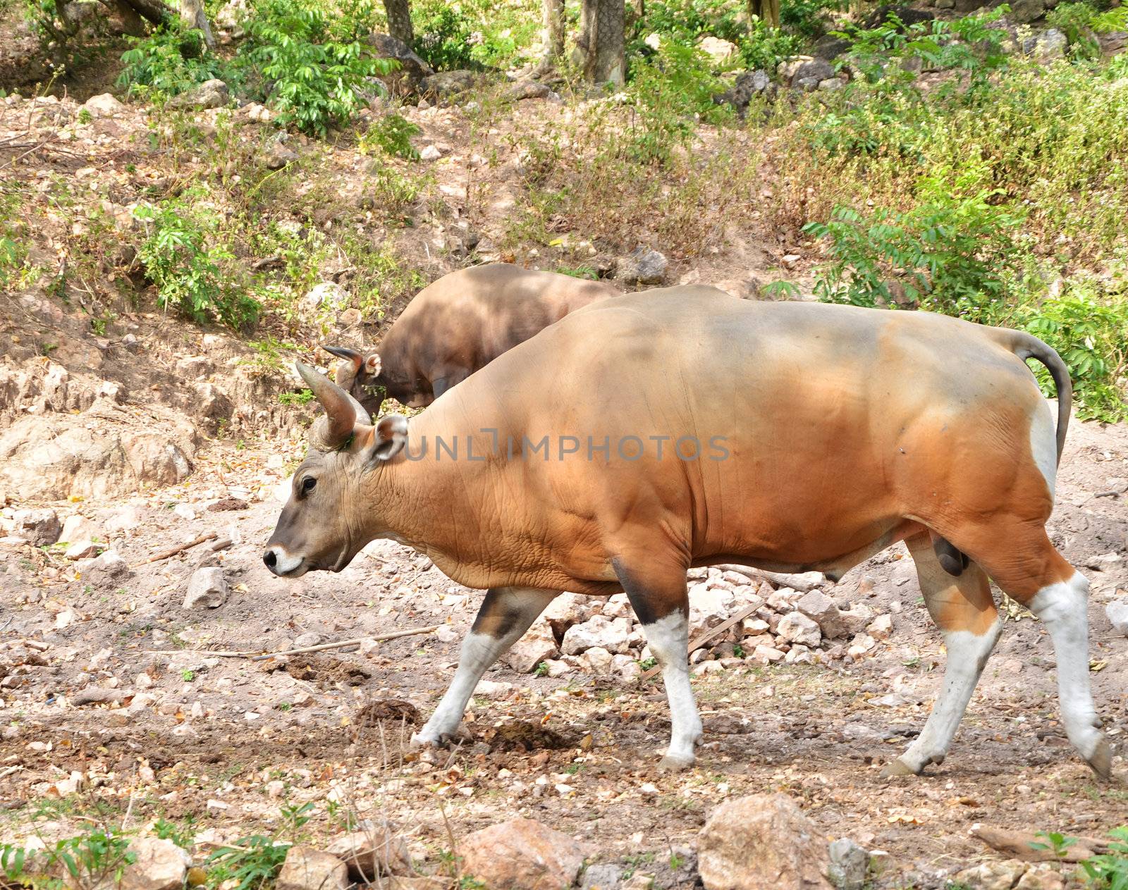 Banteng, red bull in rainforest of Thailand. 