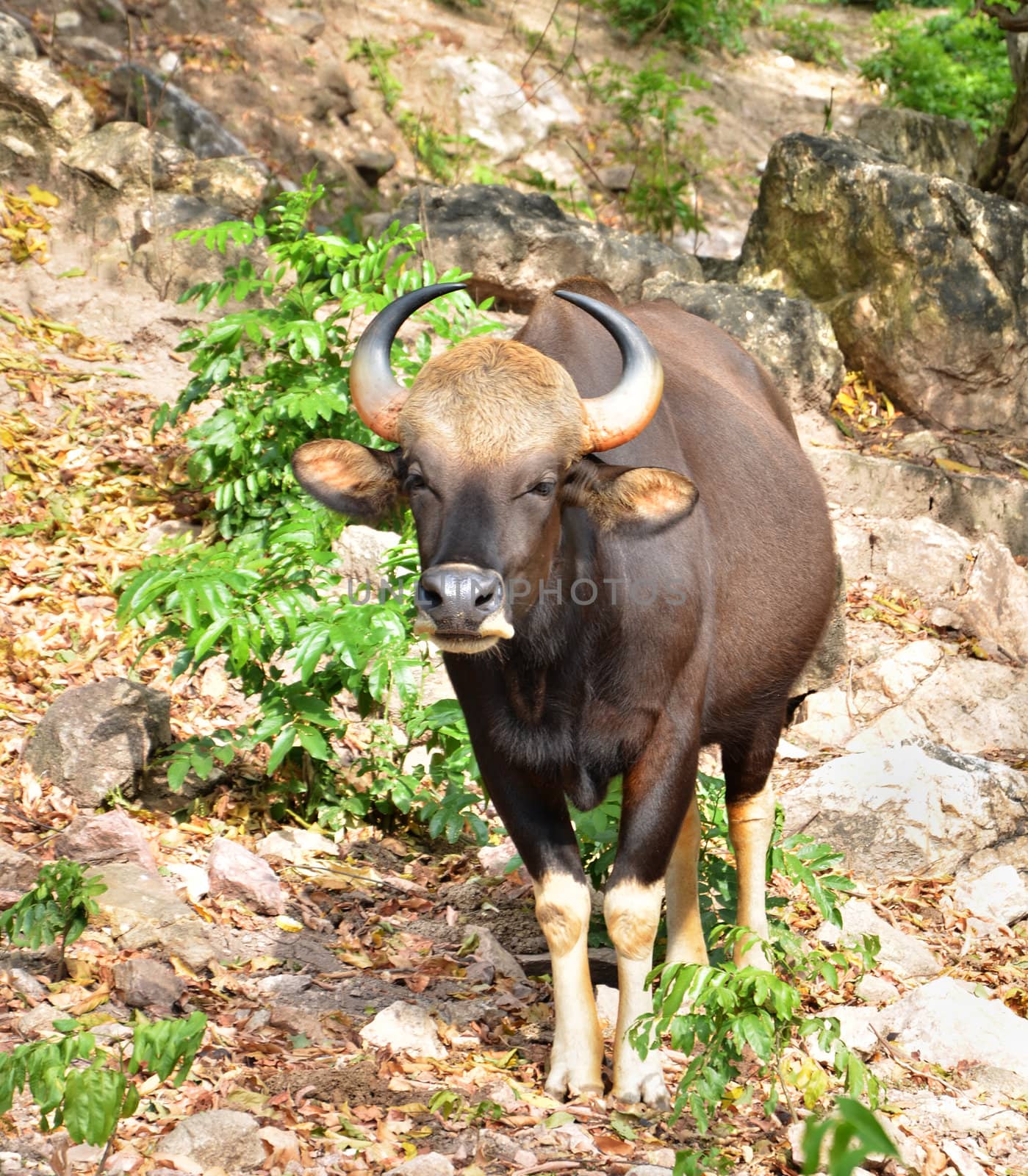 Gaur or Seladaing in national park, thailand