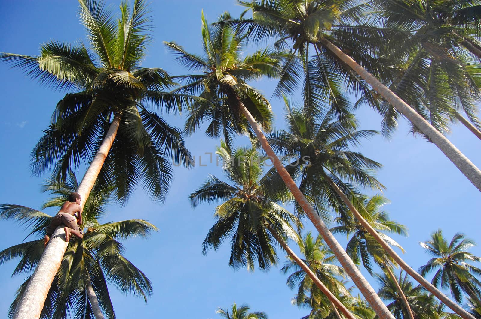 Boy climbs at coconut palm, Papua New Guinea