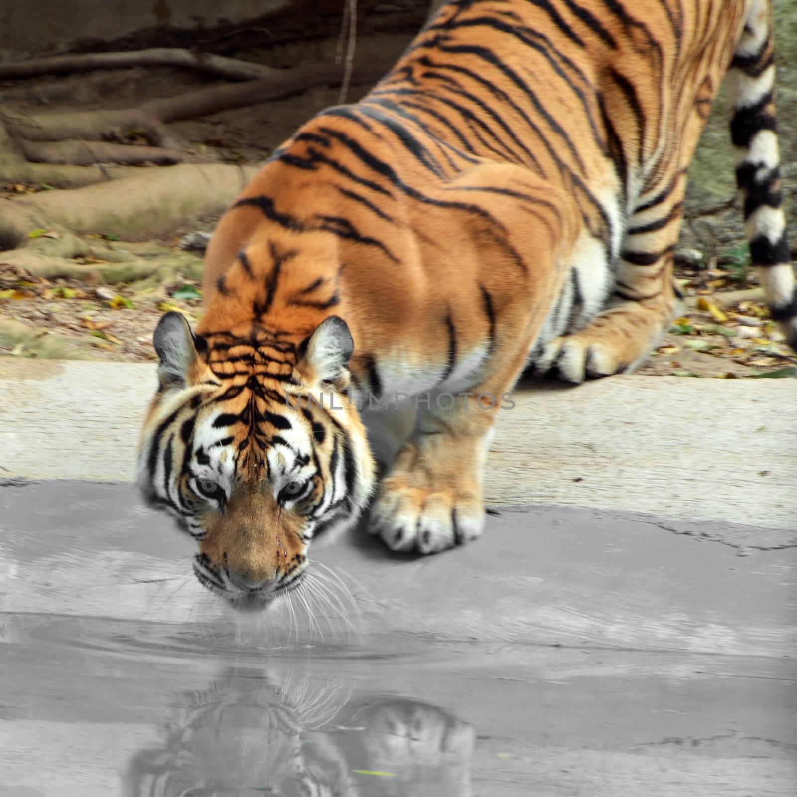 Amur Siberia tiger (Panthera tigris altaica) in water.The tiger drinks water. 