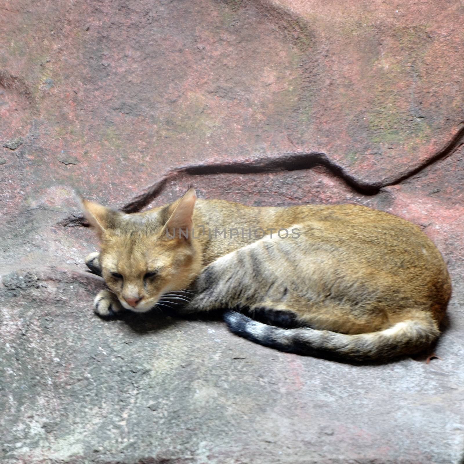 Jungle Cat (Felis chaus furax) 