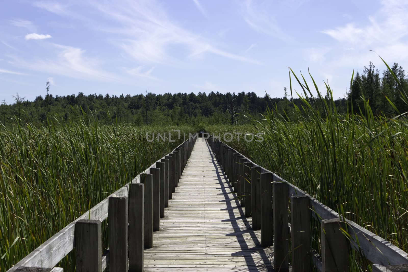 Boardwalk over the marsh