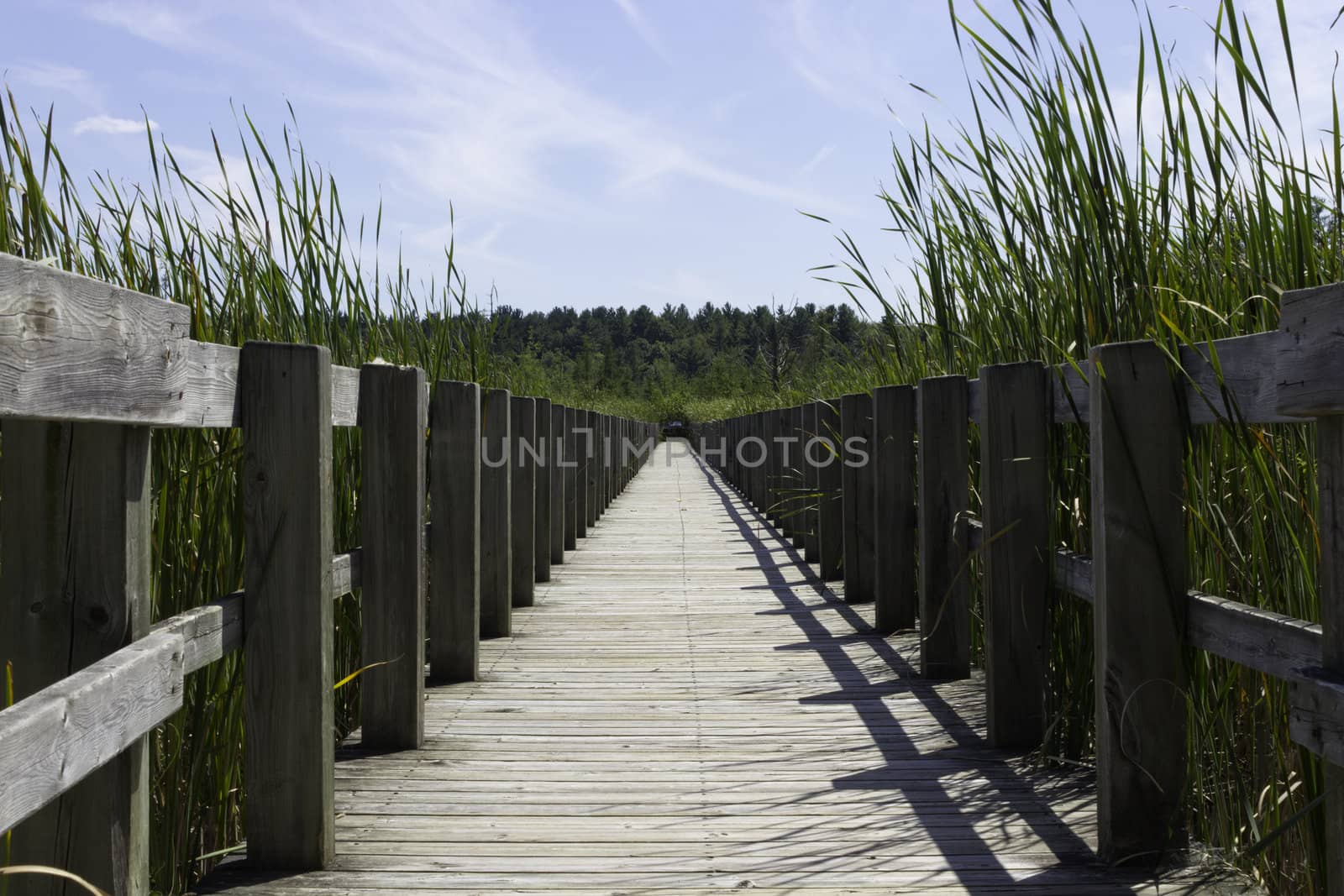 Boardwalk over the marsh