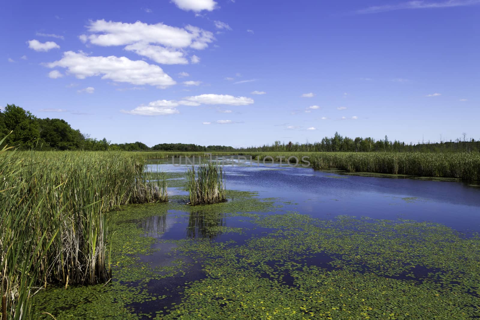 Beautiful pond with cattails and lily pads