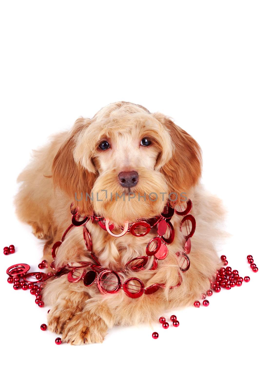 Decorative dog. Puppy of the Petersburg orchid on a white background